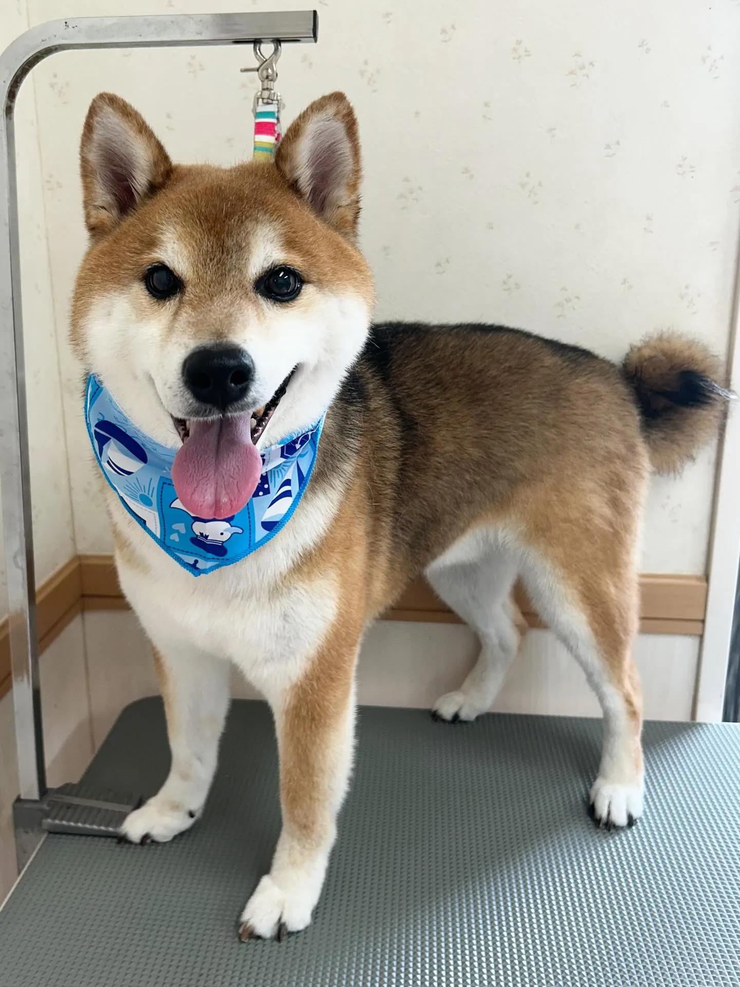 犬のシャンプー🫧