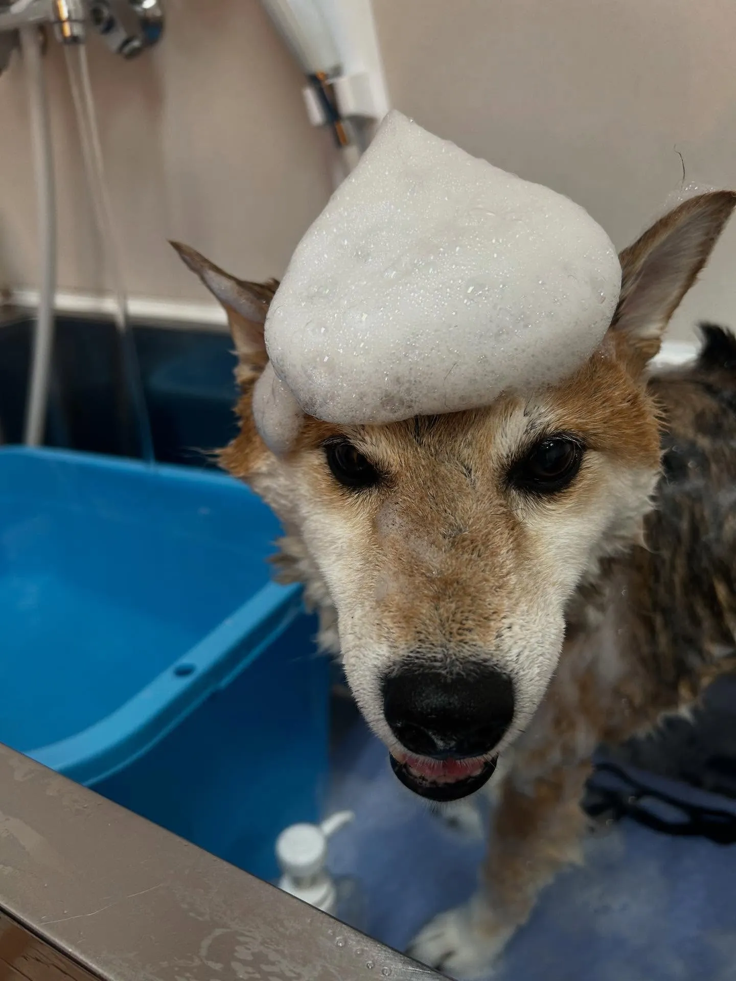 犬のシャンプー🫧