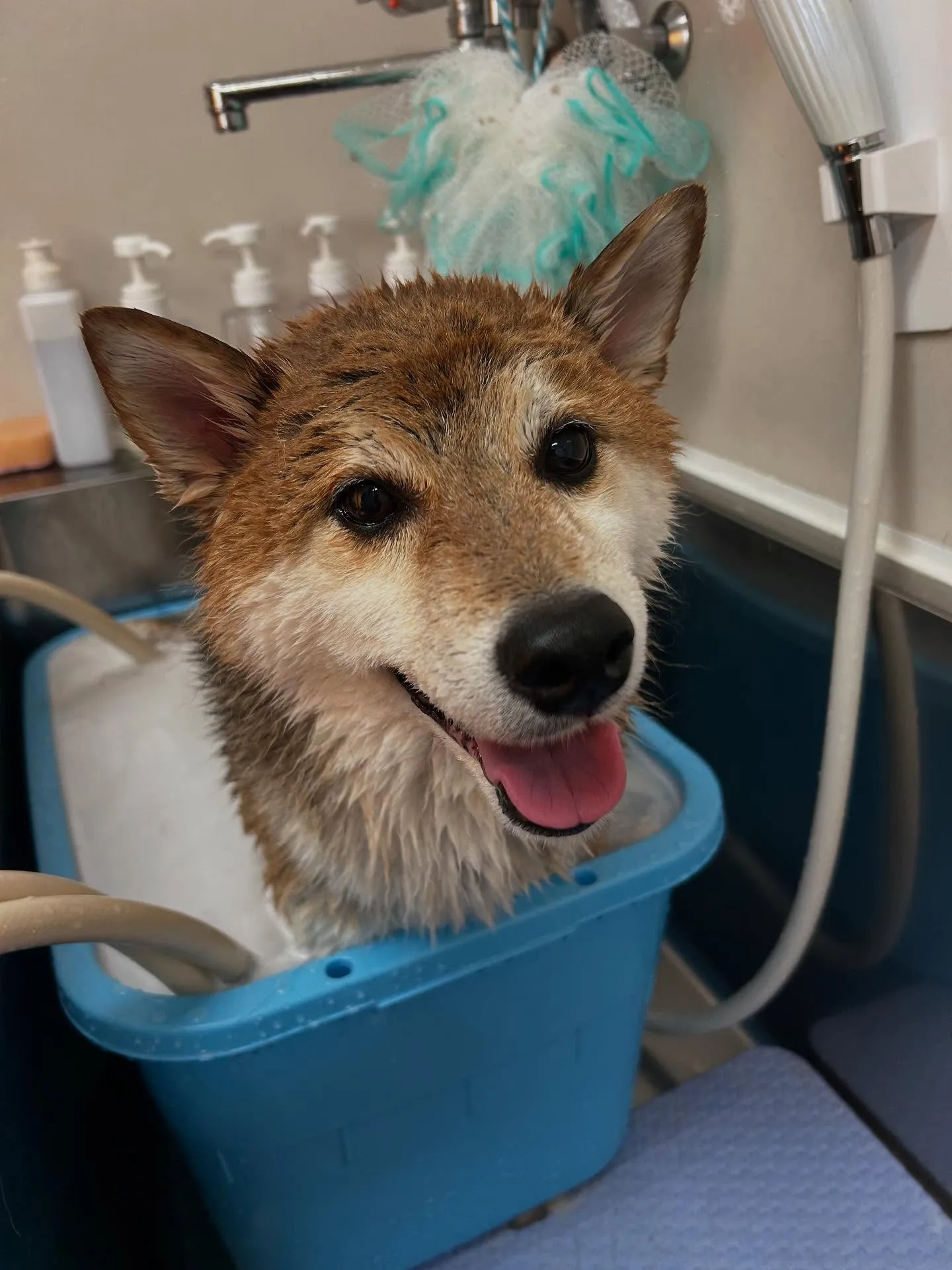犬のシャンプー🫧
