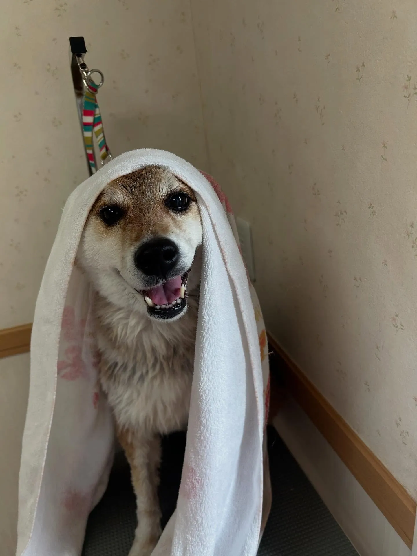 犬のシャンプー🫧