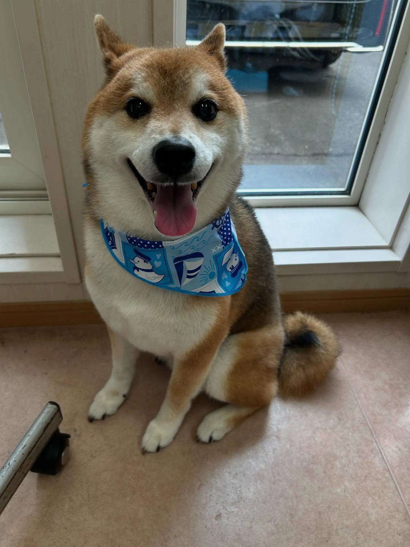 犬のシャンプー🫧