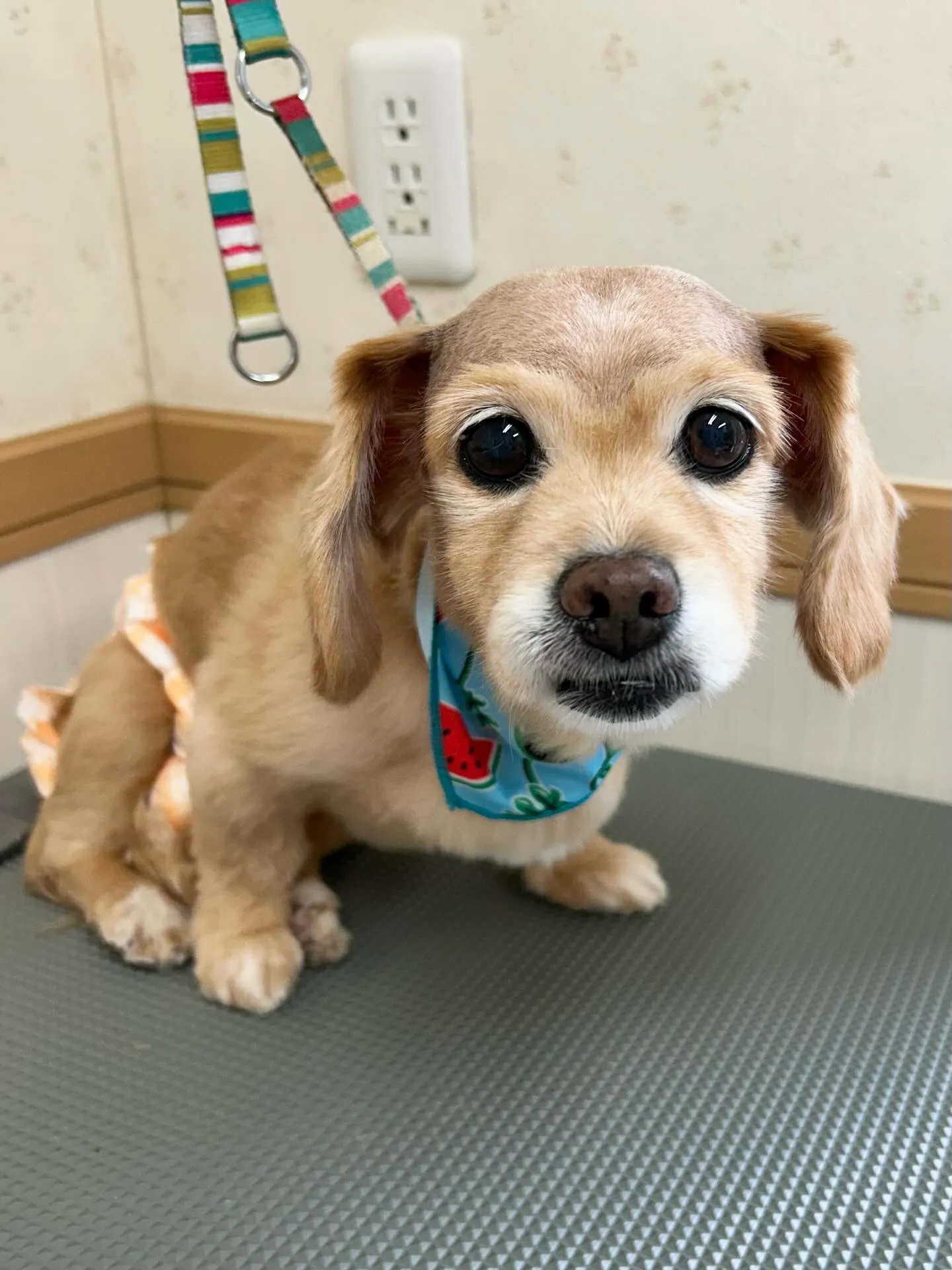 犬のシャンプー🫧
