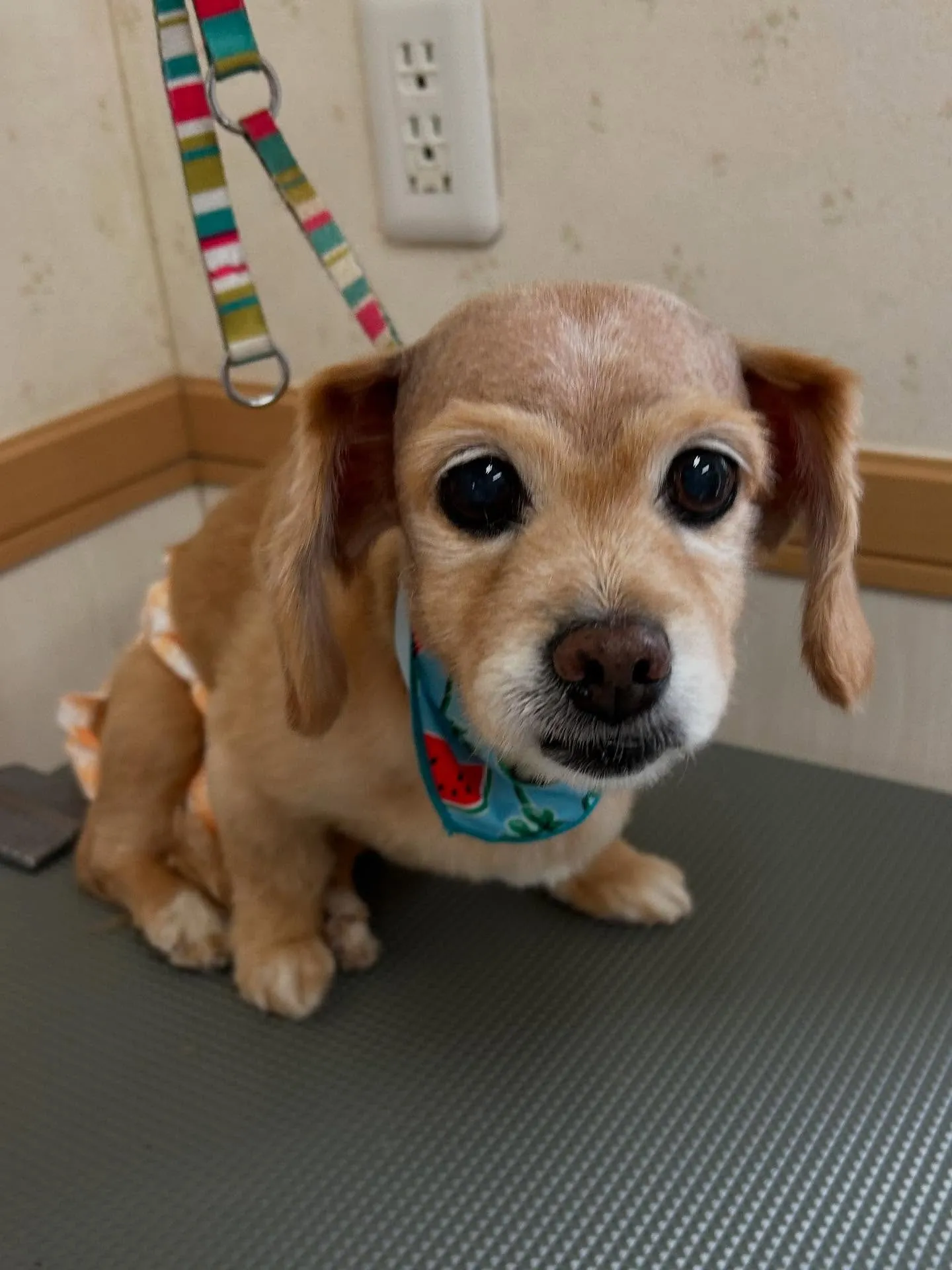 犬のシャンプー🫧