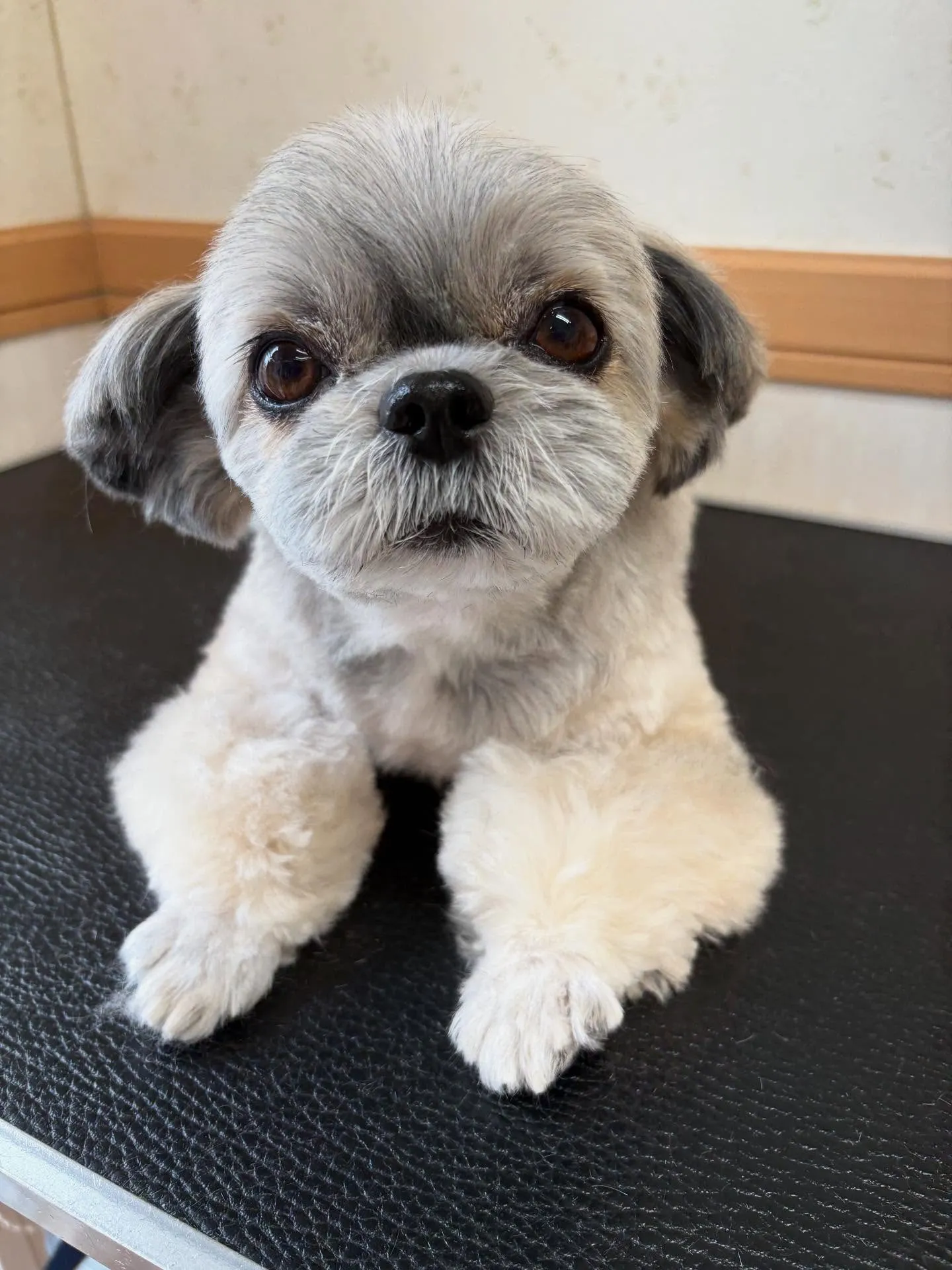 犬のトリミング✂️