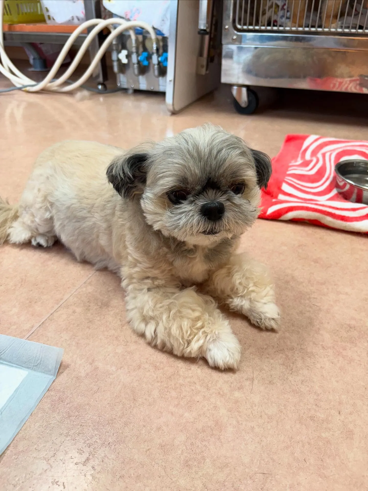 犬のトリミング✂️