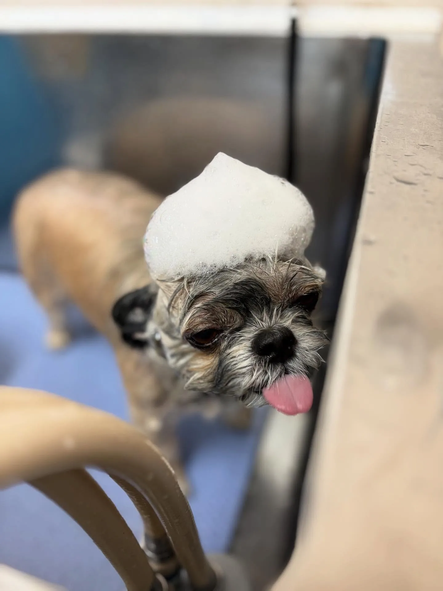 犬のトリミング✂️