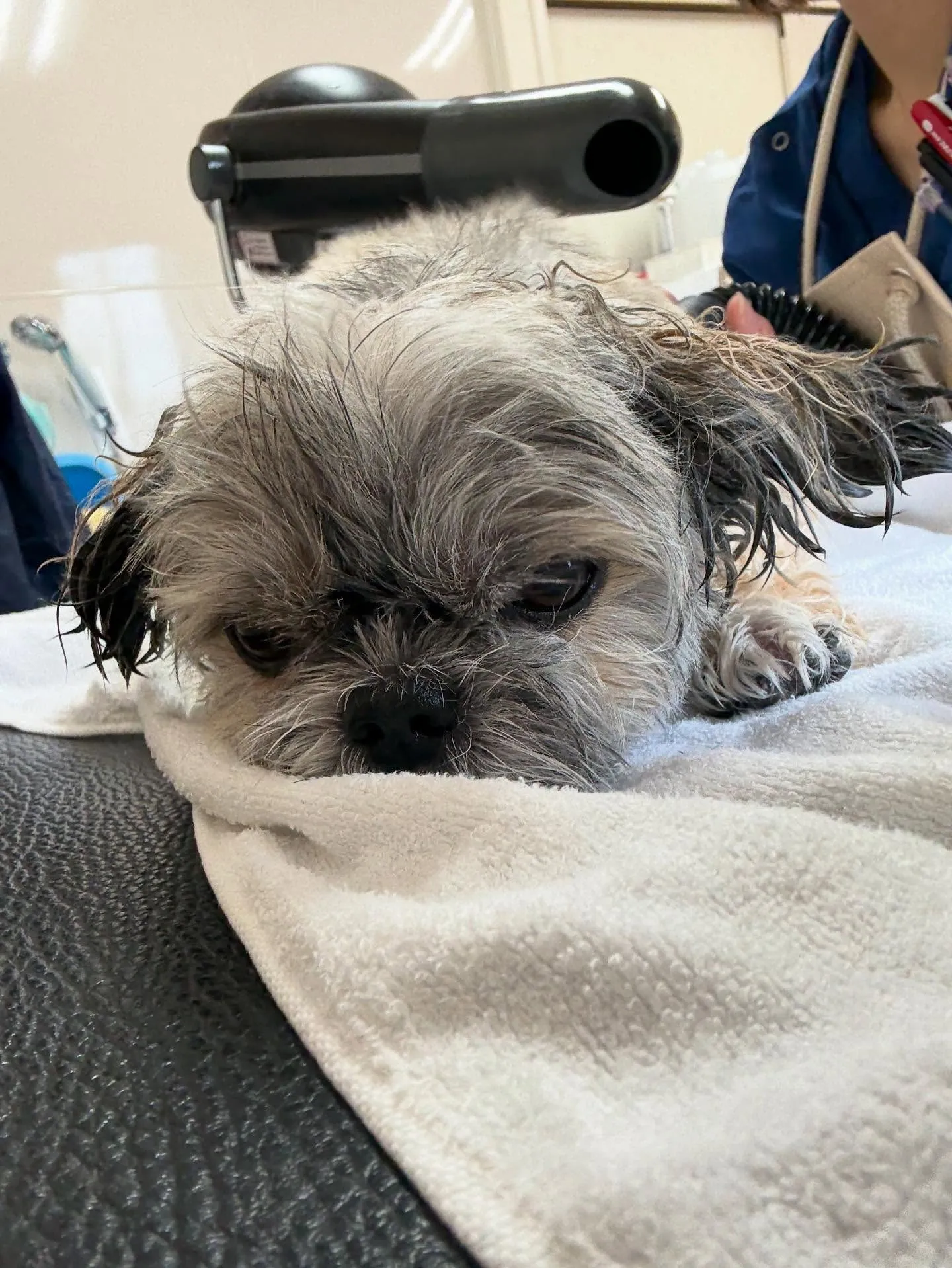 犬のトリミング✂️