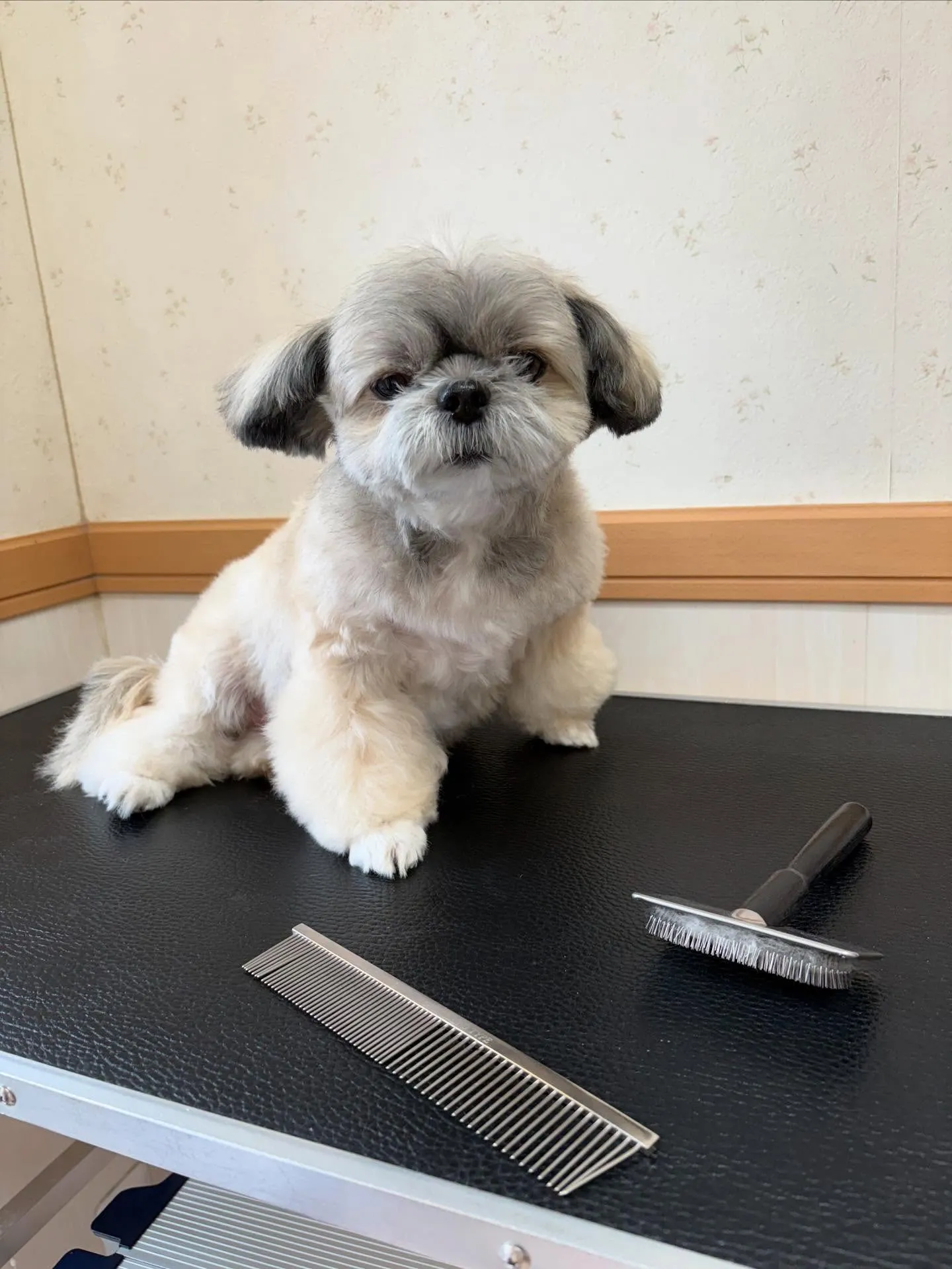 犬のトリミング✂️