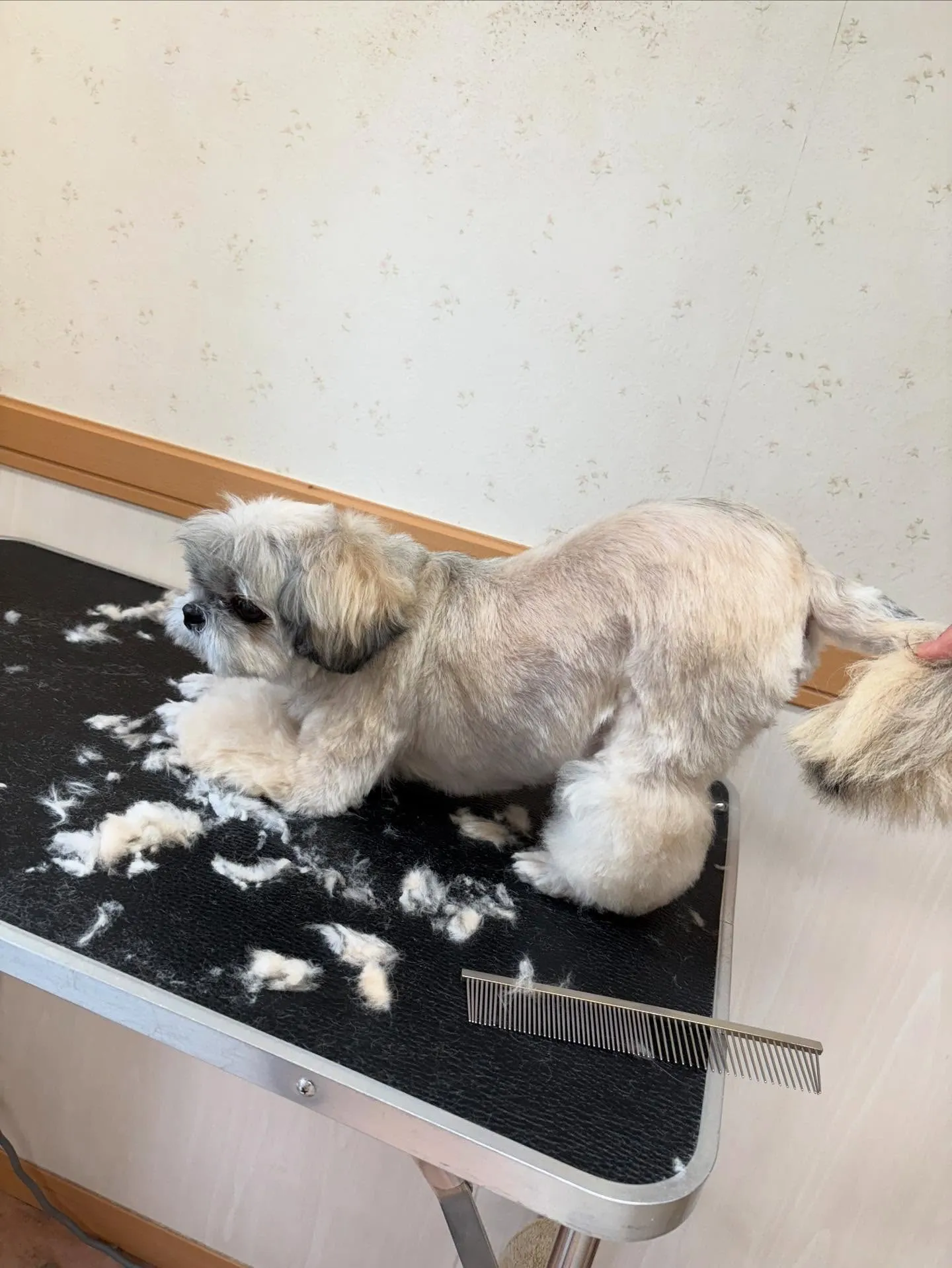 犬のトリミング✂️