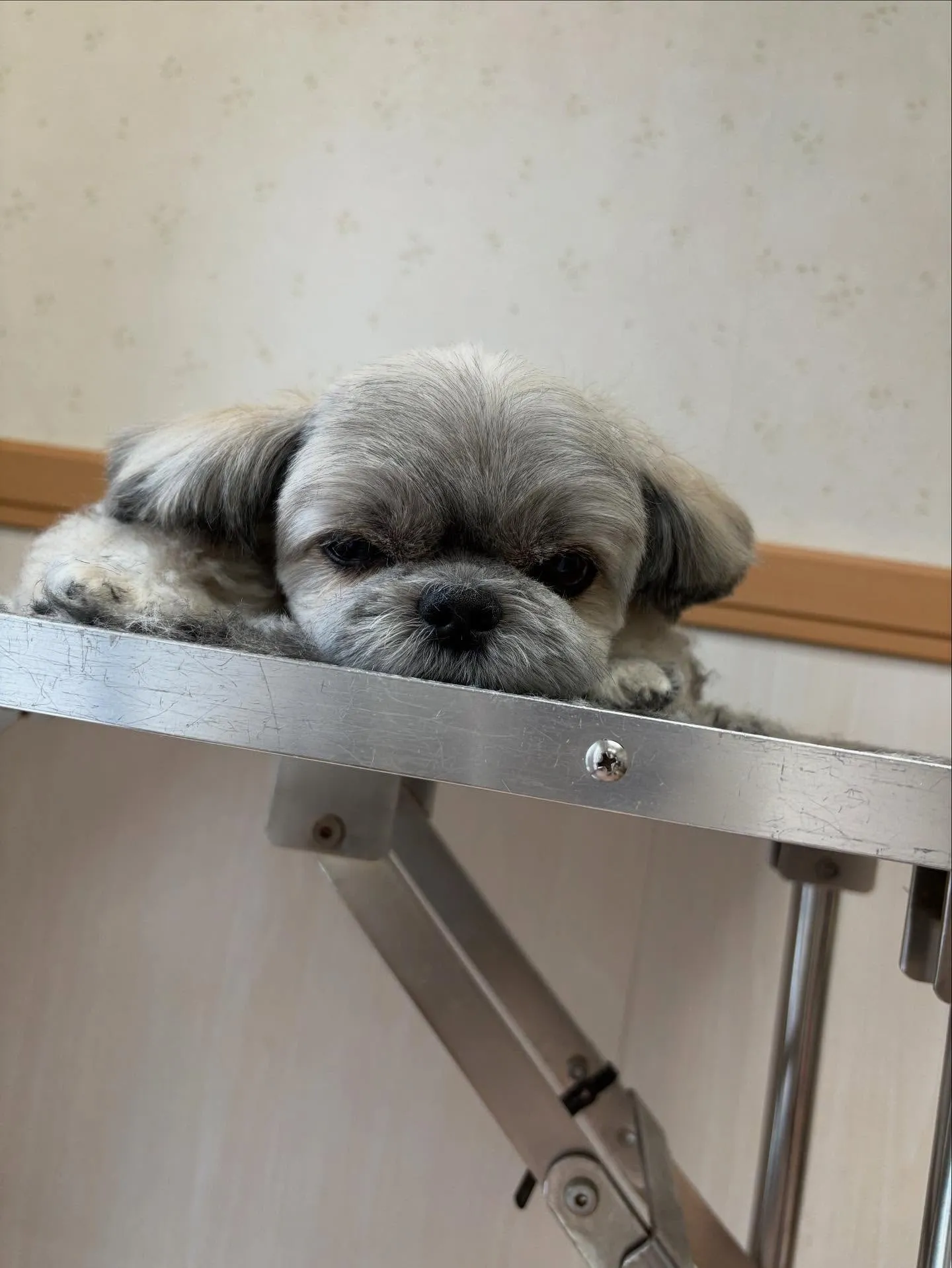 犬のトリミング✂️