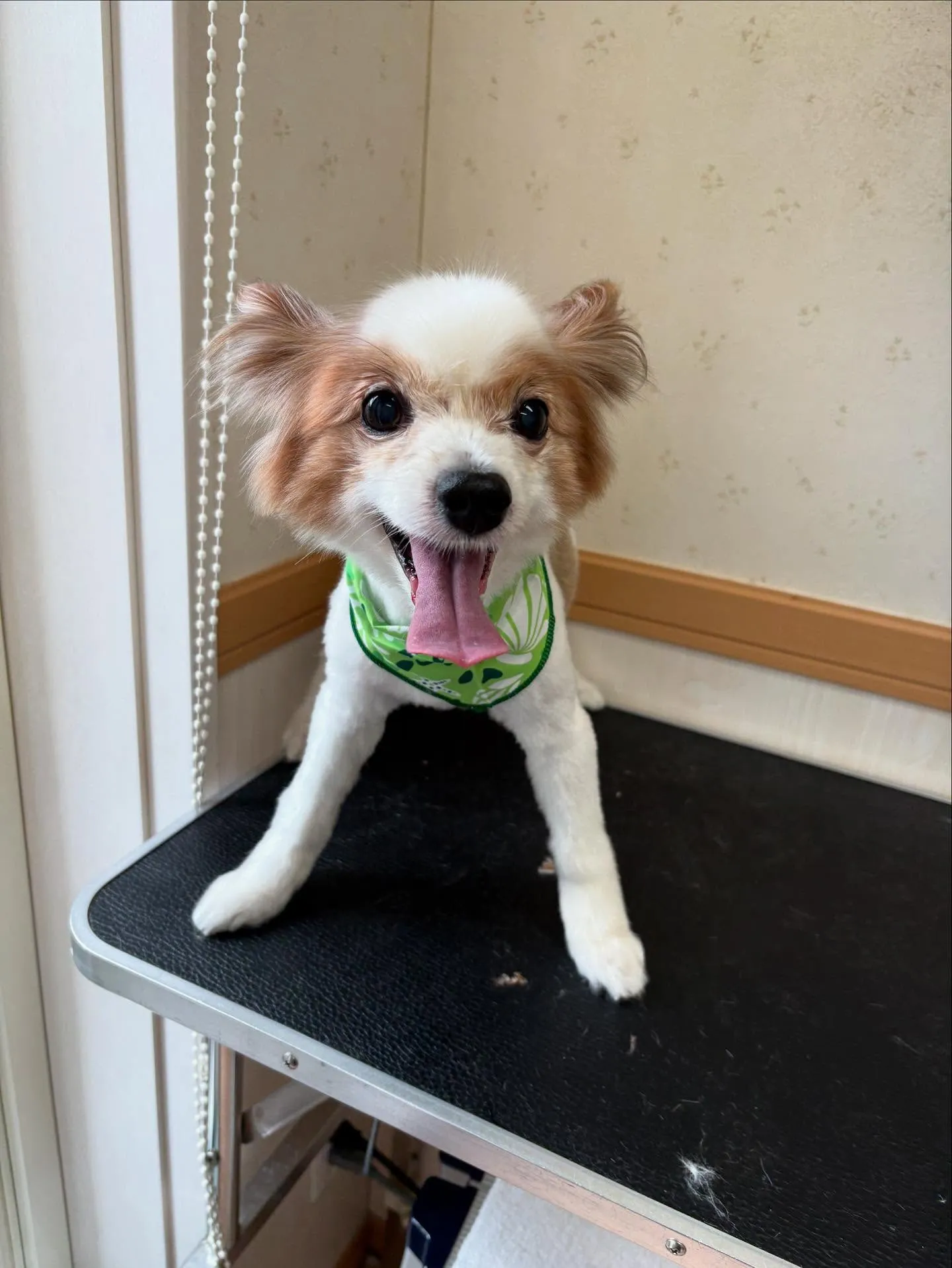 犬のトリミング✂️