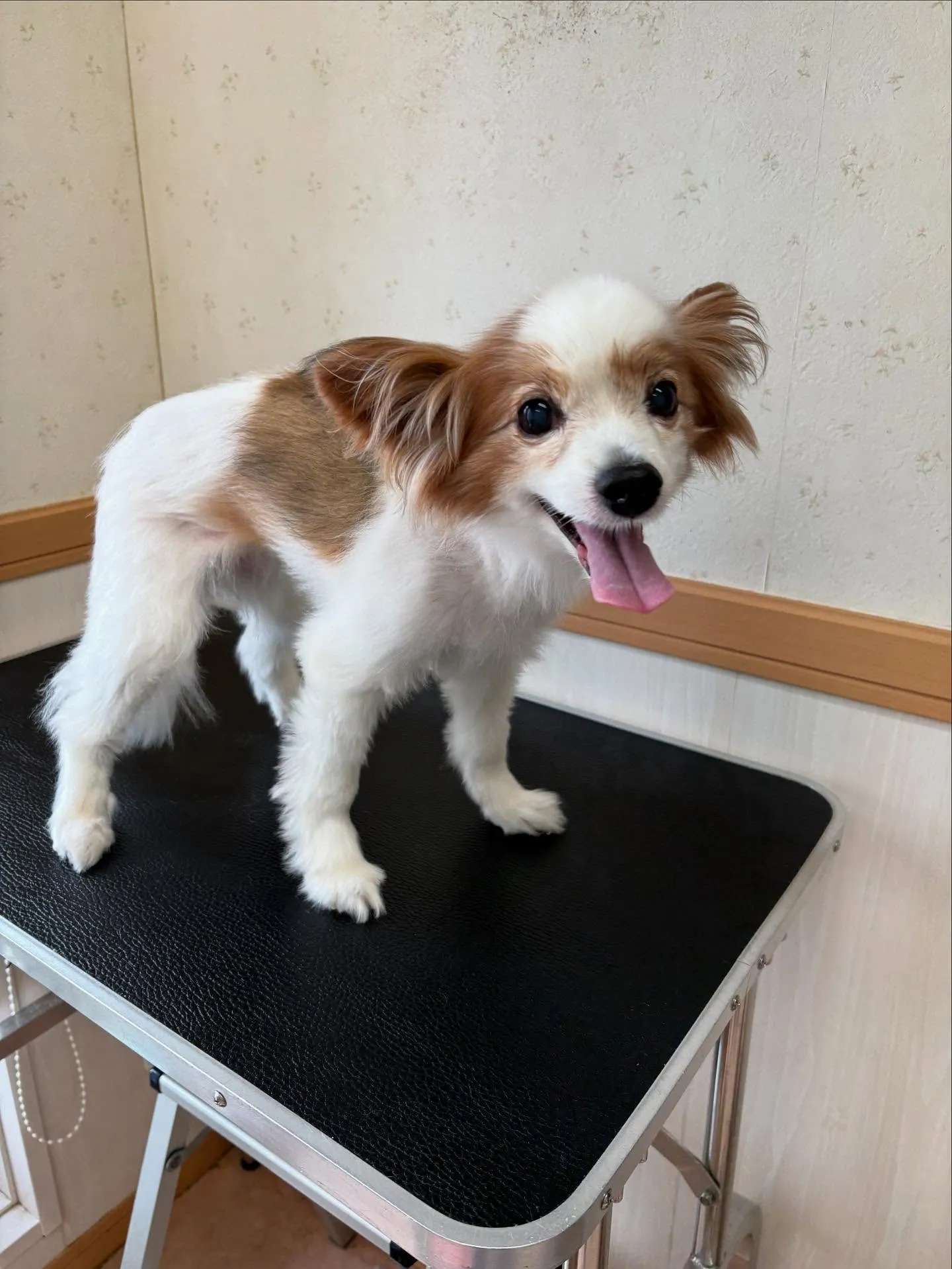犬のトリミング✂️