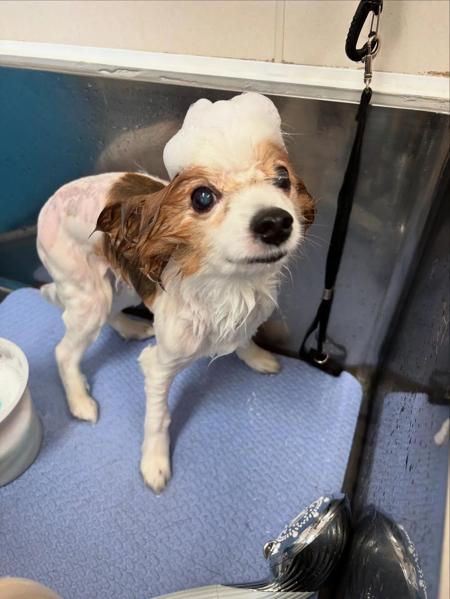 犬のトリミング✂️