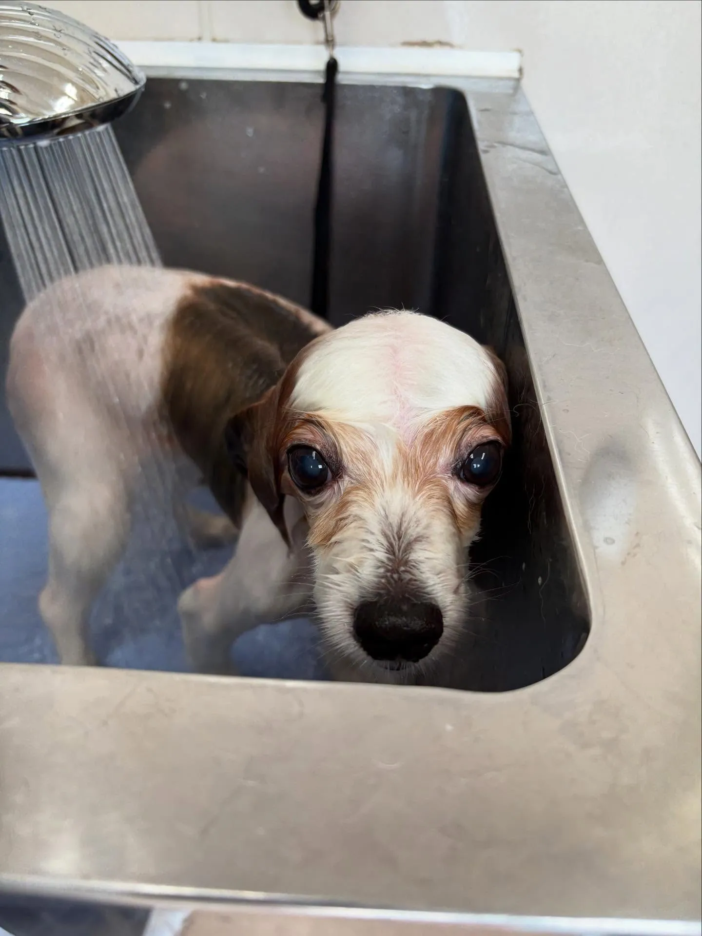 犬のトリミング✂️