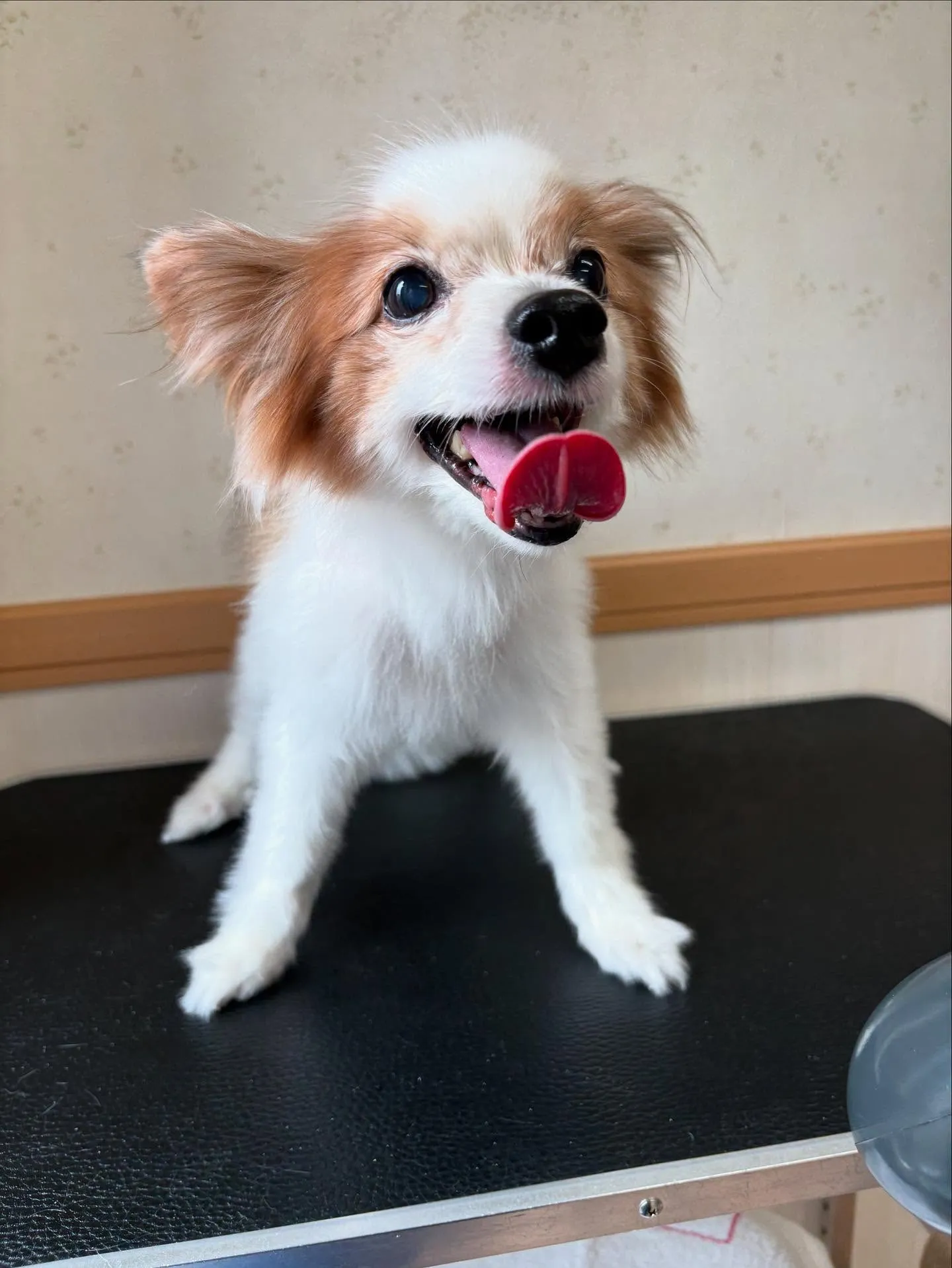 犬のトリミング✂️