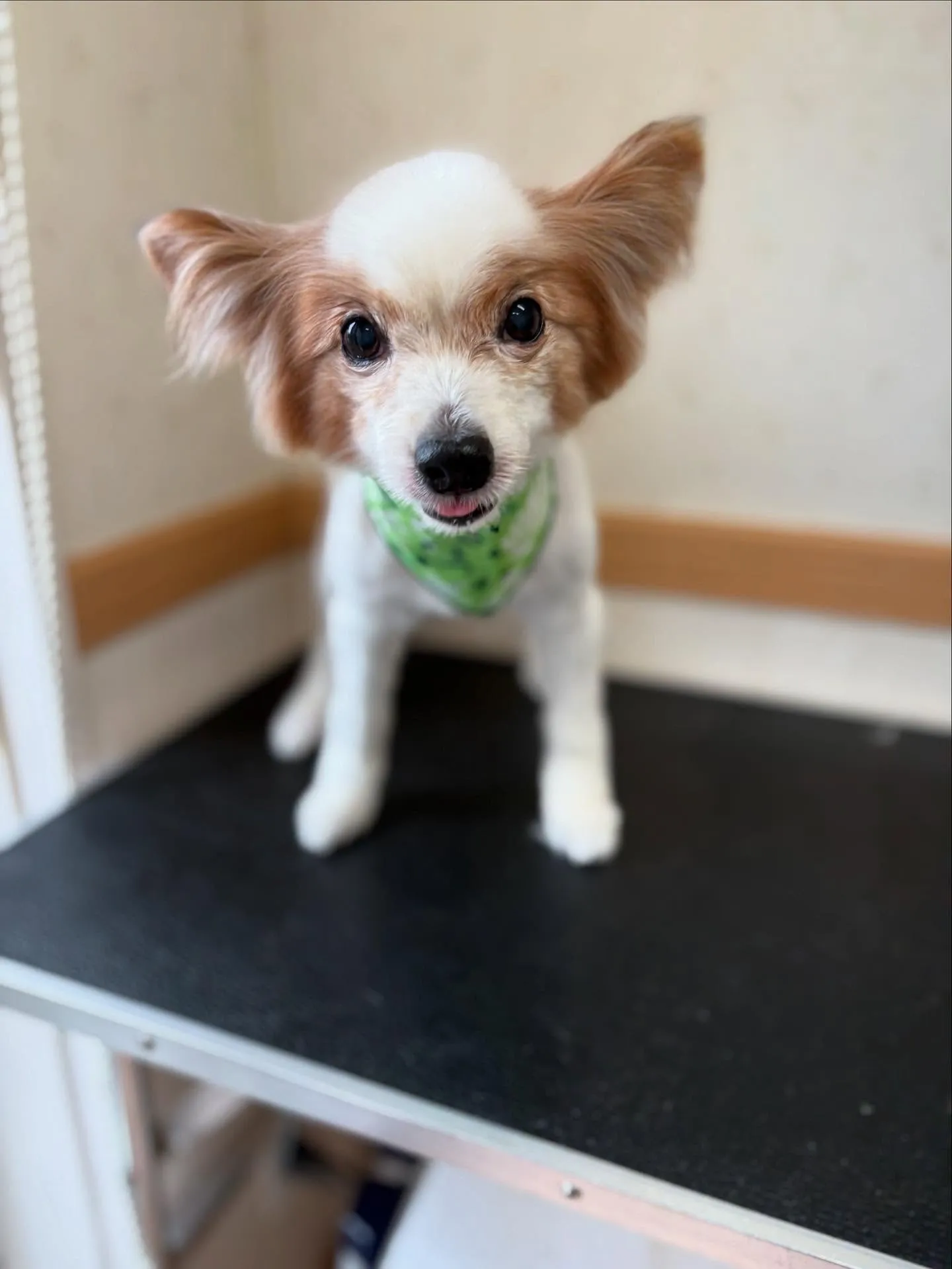 犬のトリミング✂️