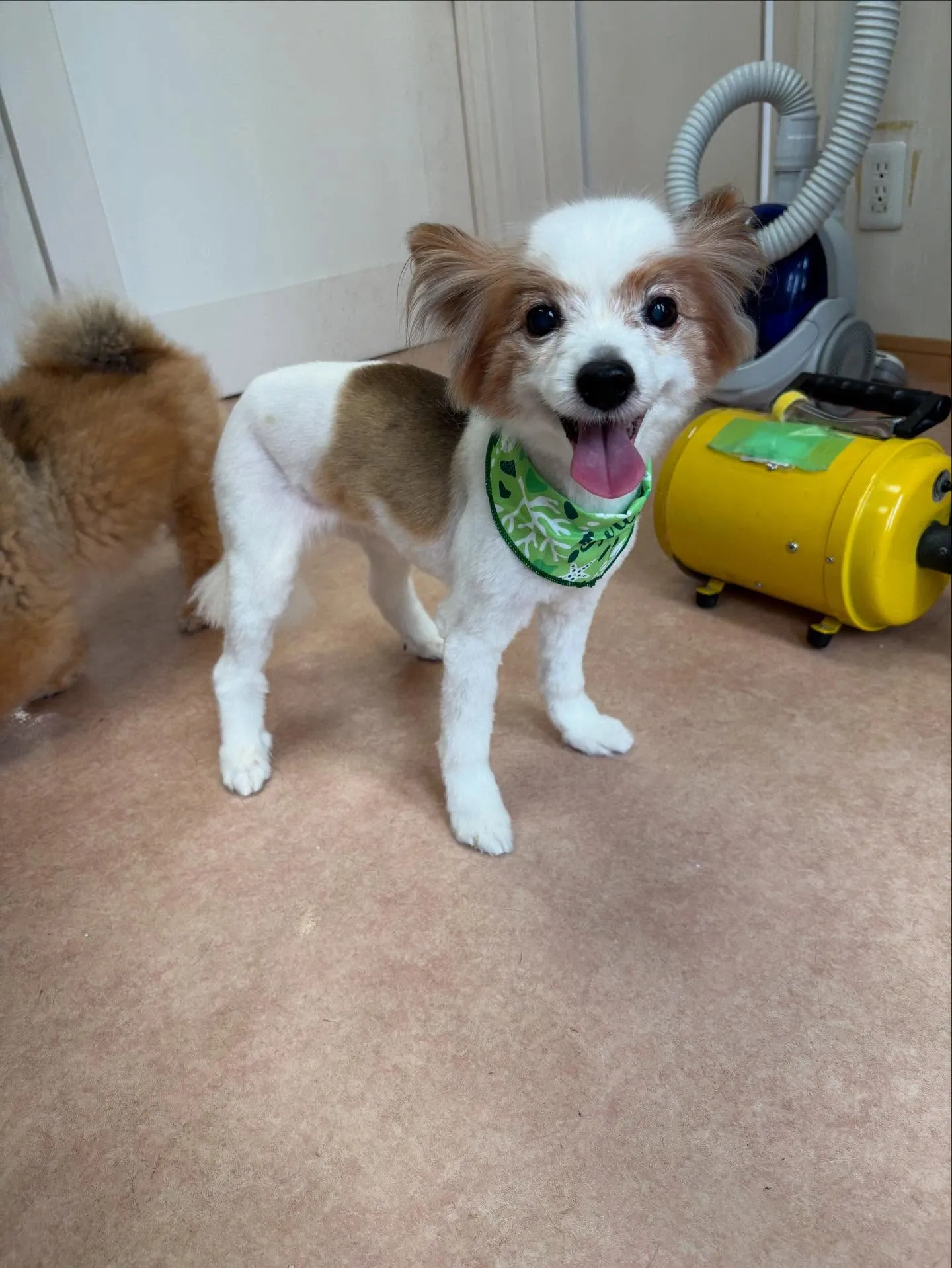 犬のトリミング✂️