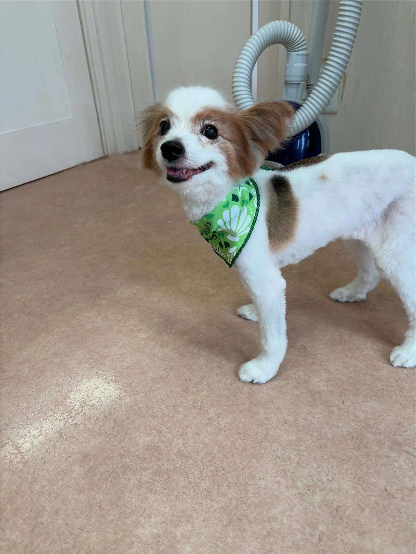 犬のトリミング✂️