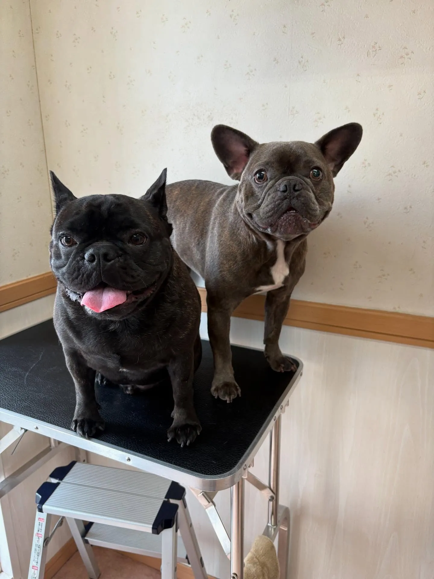 犬のシャンプー🫧