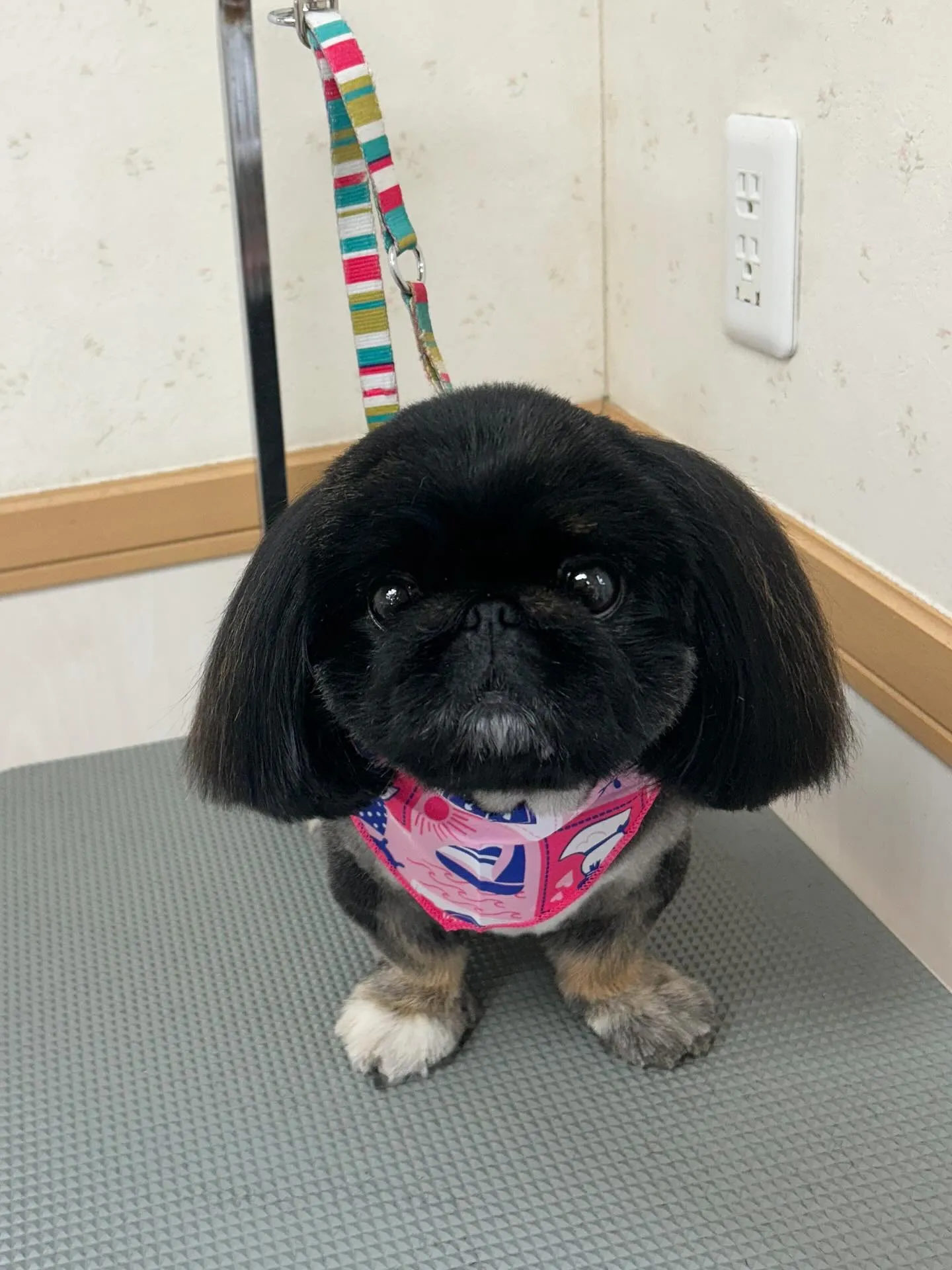 犬のトリミング✂️