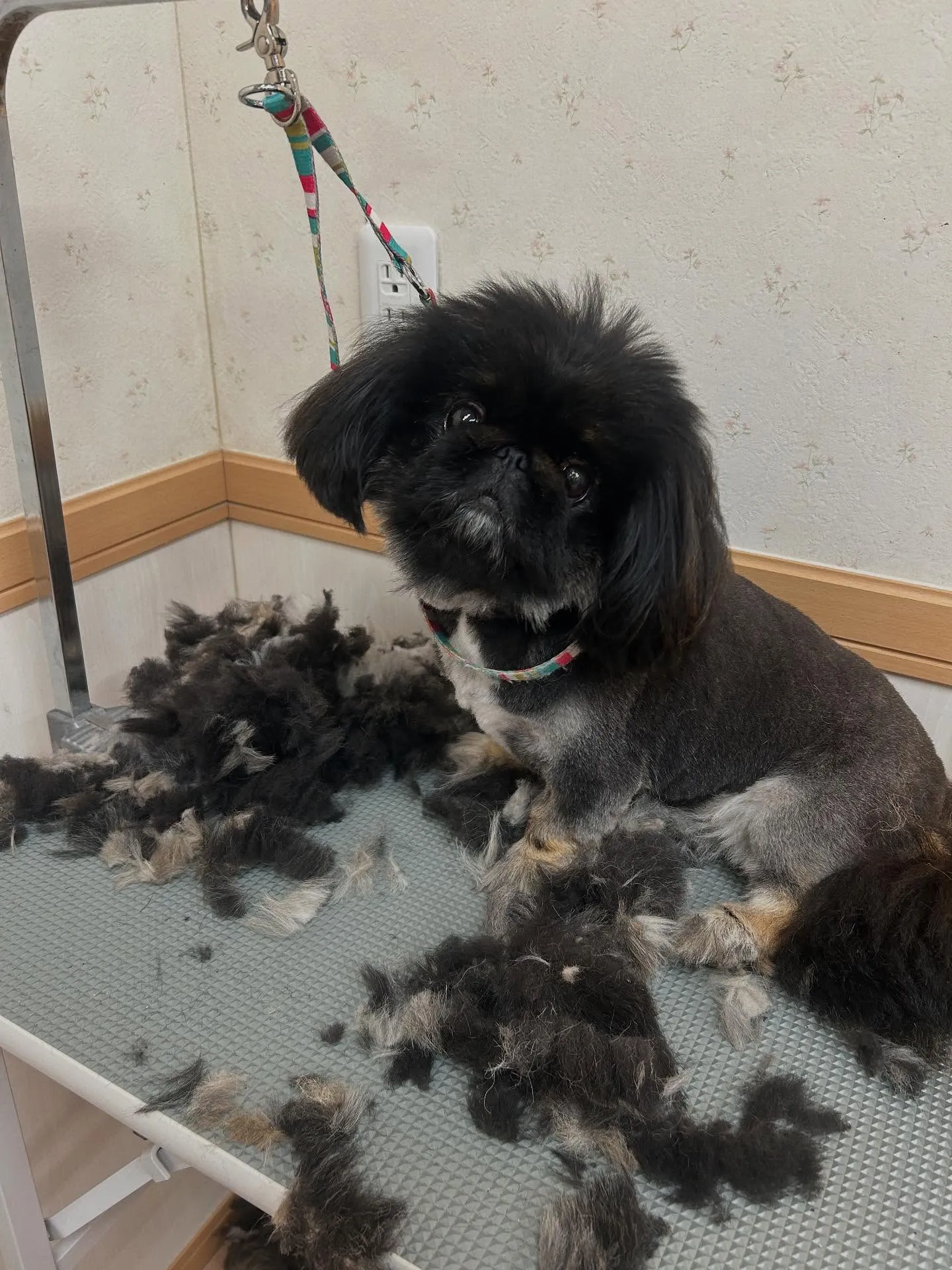 犬のトリミング✂️