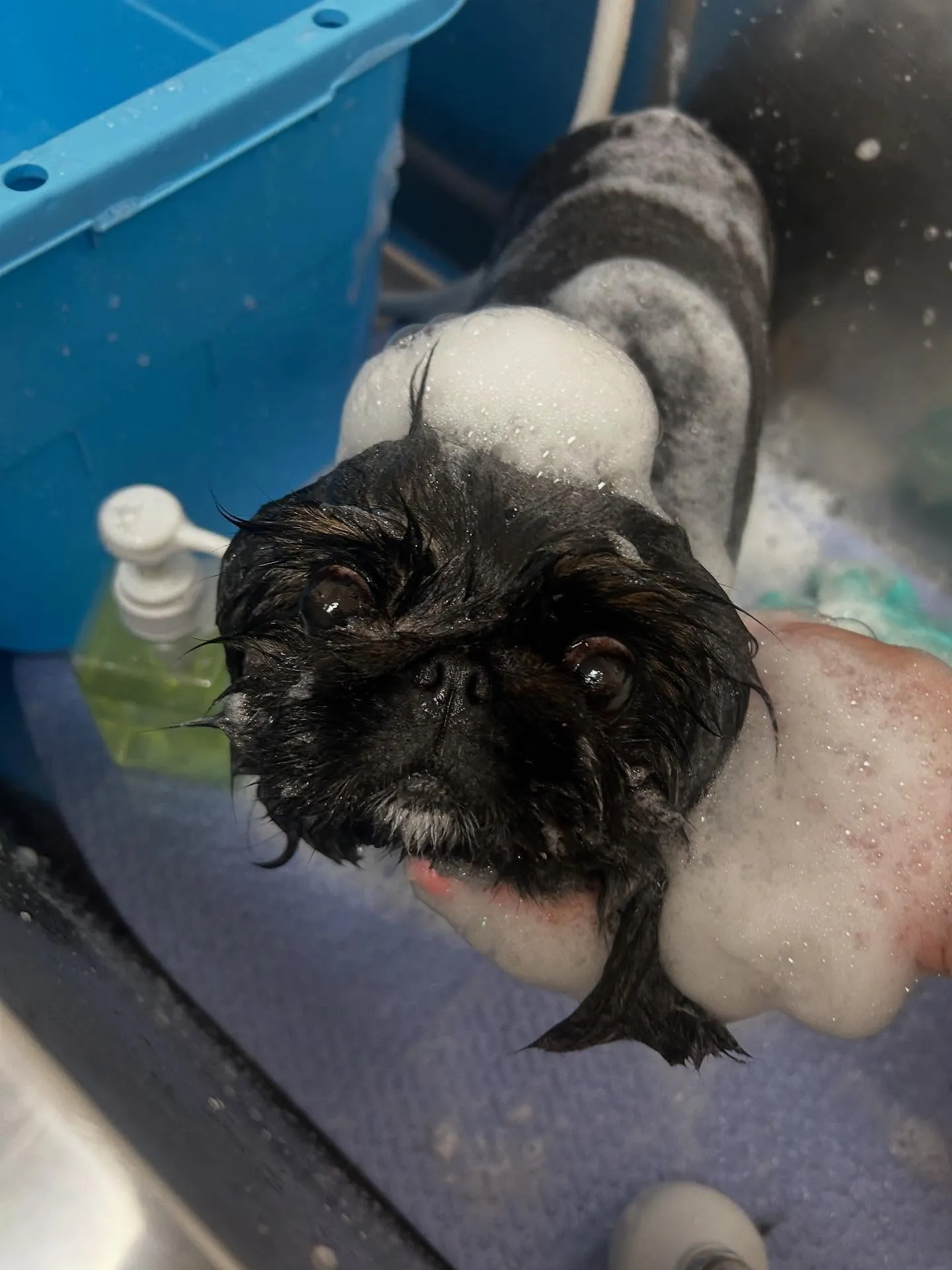 犬のトリミング✂️