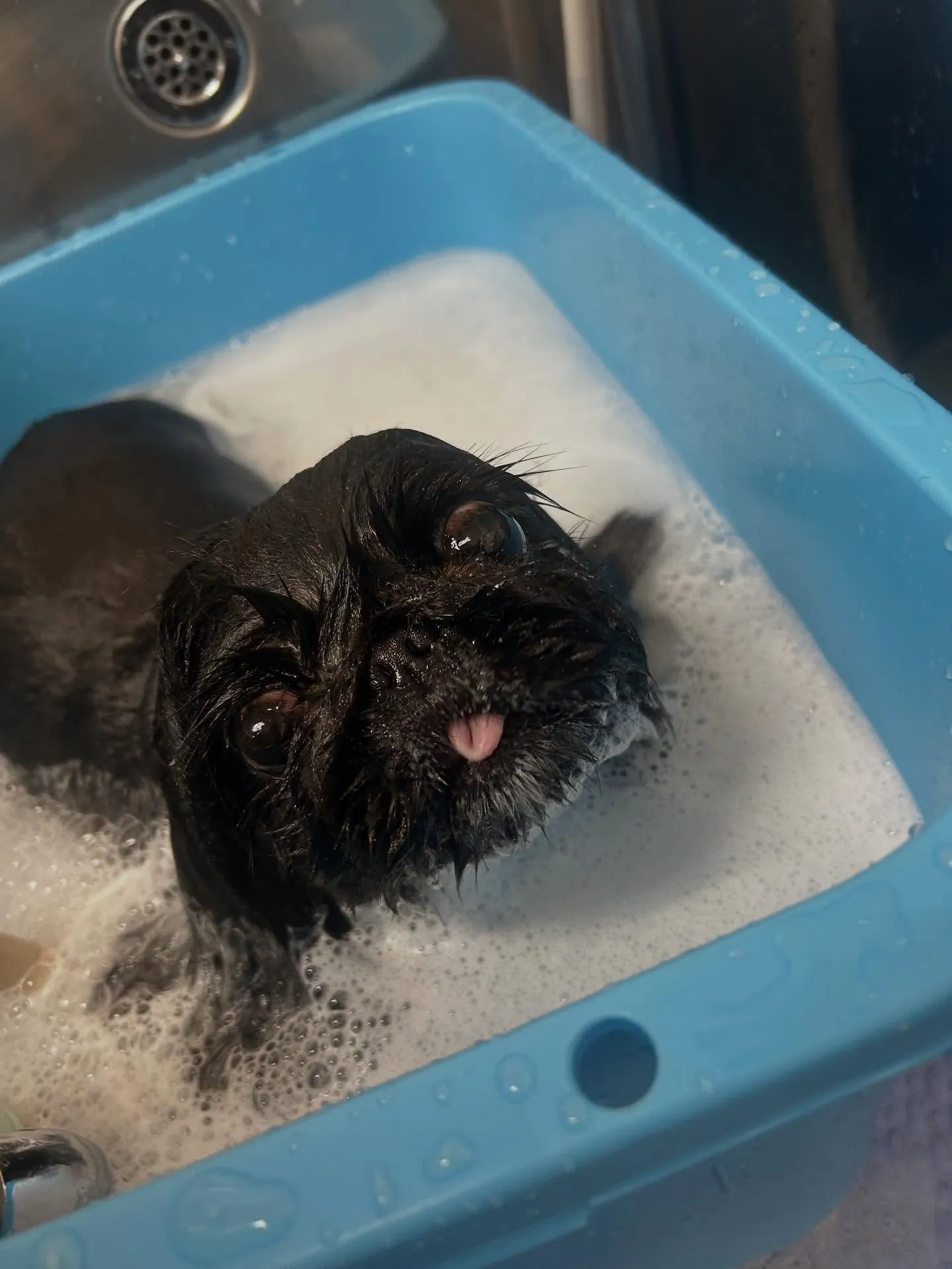犬のトリミング✂️