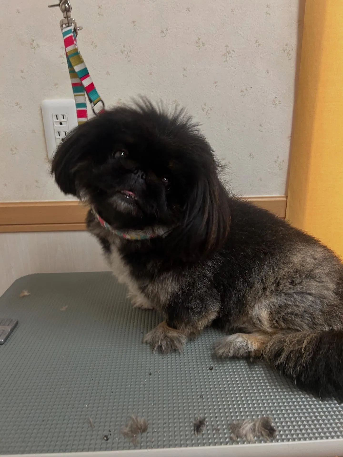 犬のトリミング✂️
