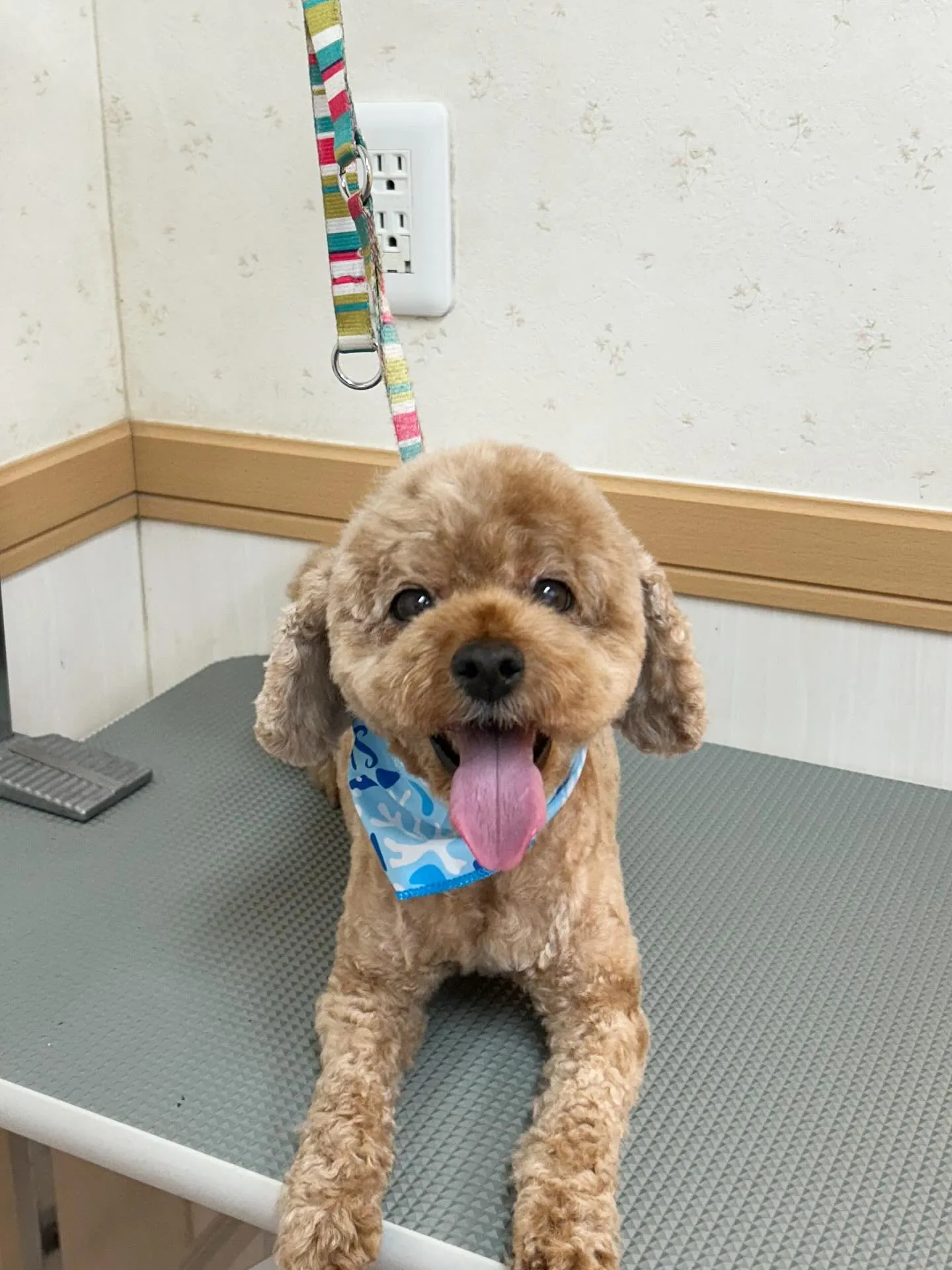 犬のトリミング✂️