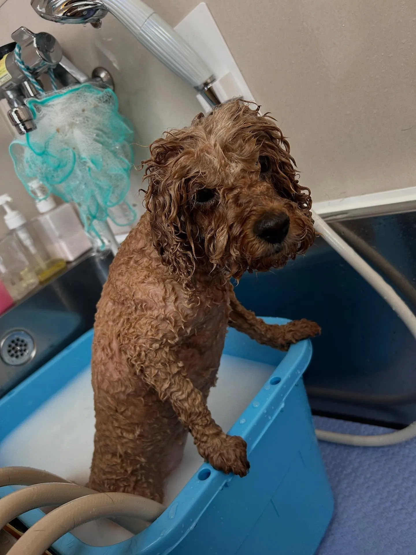犬のトリミング✂️