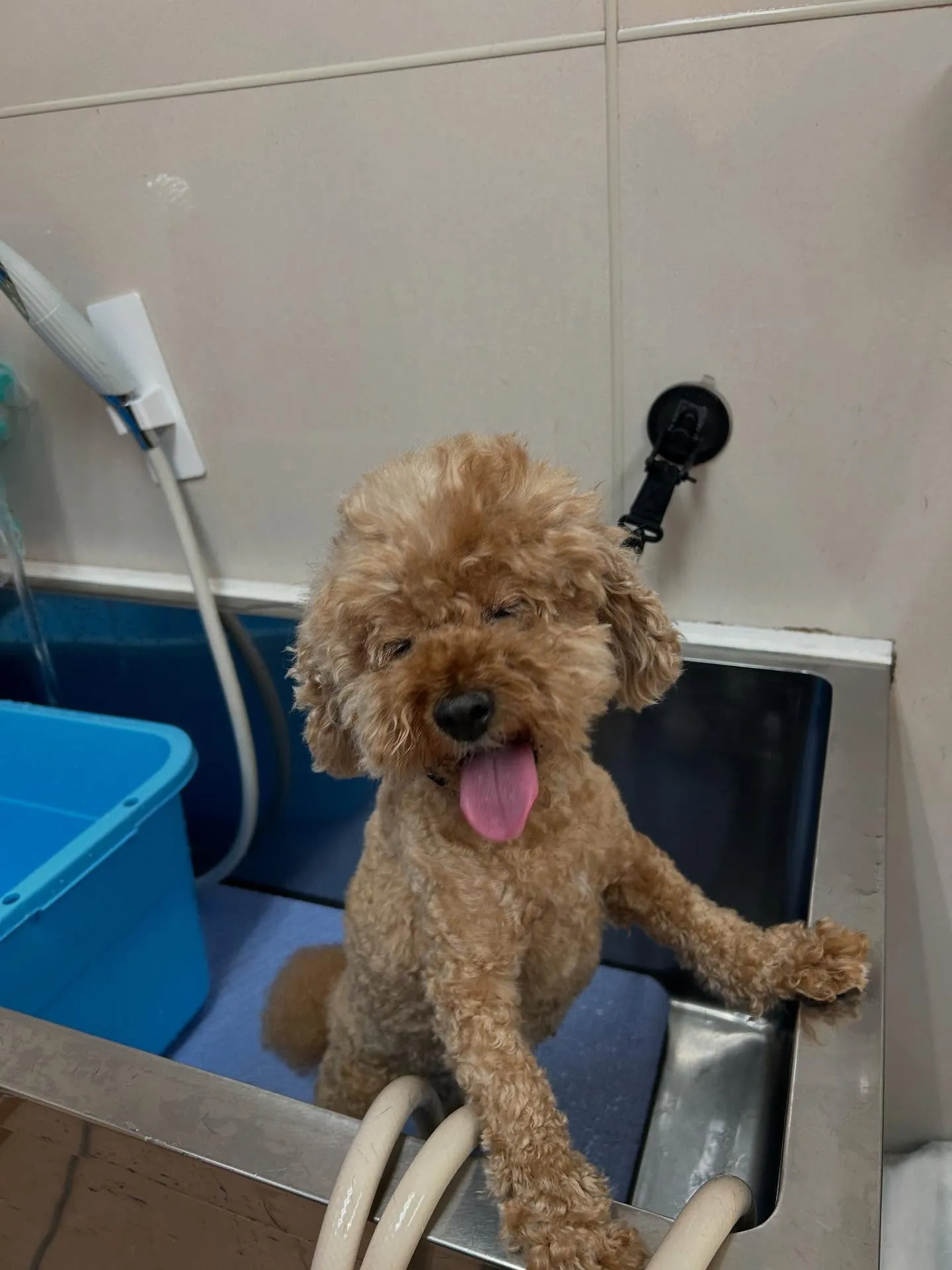 犬のトリミング✂️