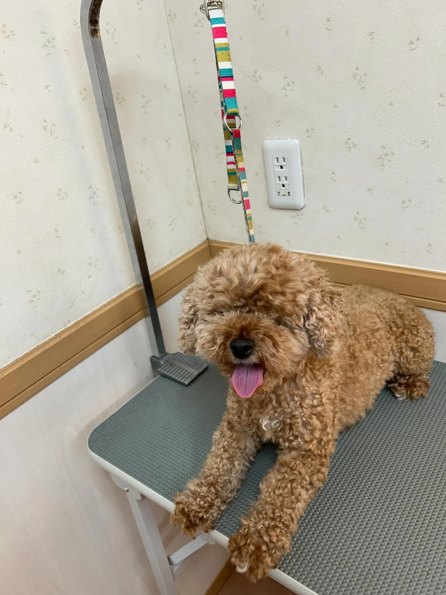 犬のトリミング✂️