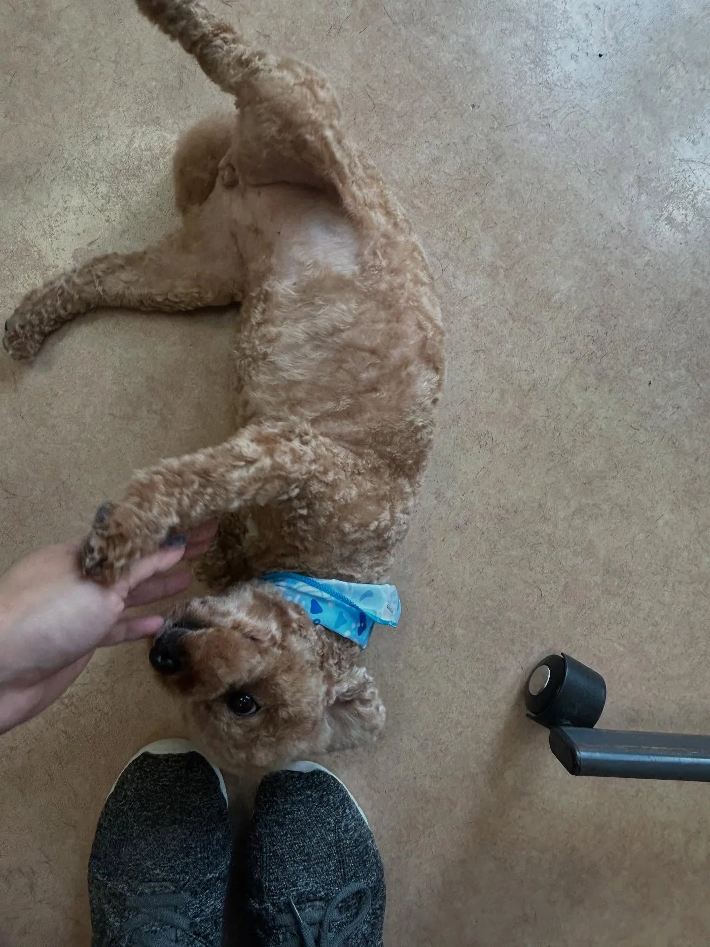 犬のトリミング✂️