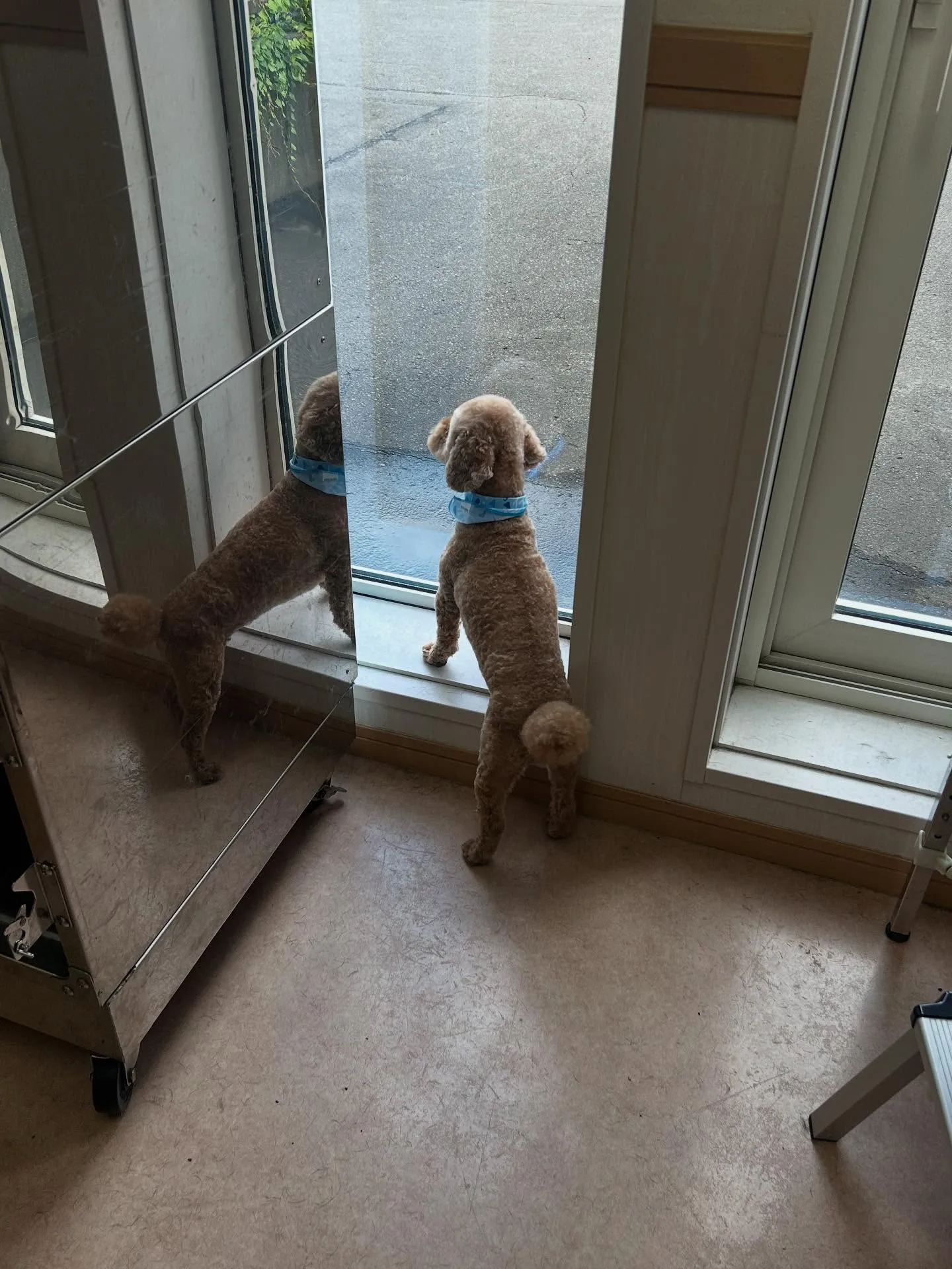 犬のトリミング✂️