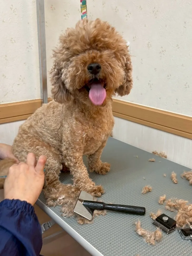 犬のトリミング✂️