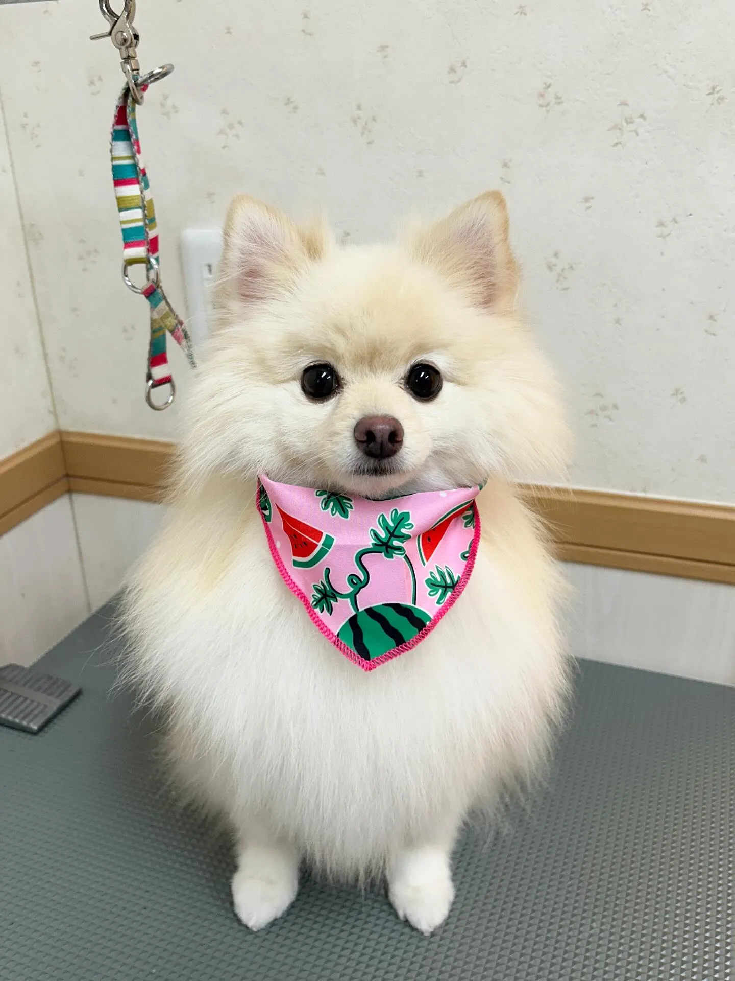 犬のシャンプー🫧