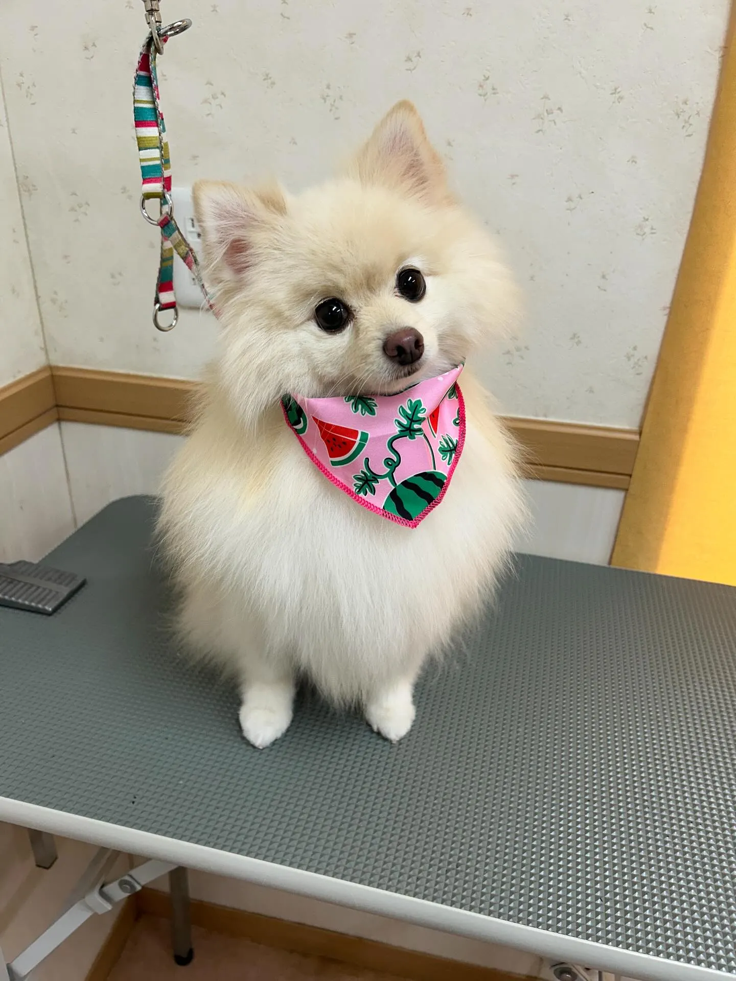 犬のシャンプー🫧