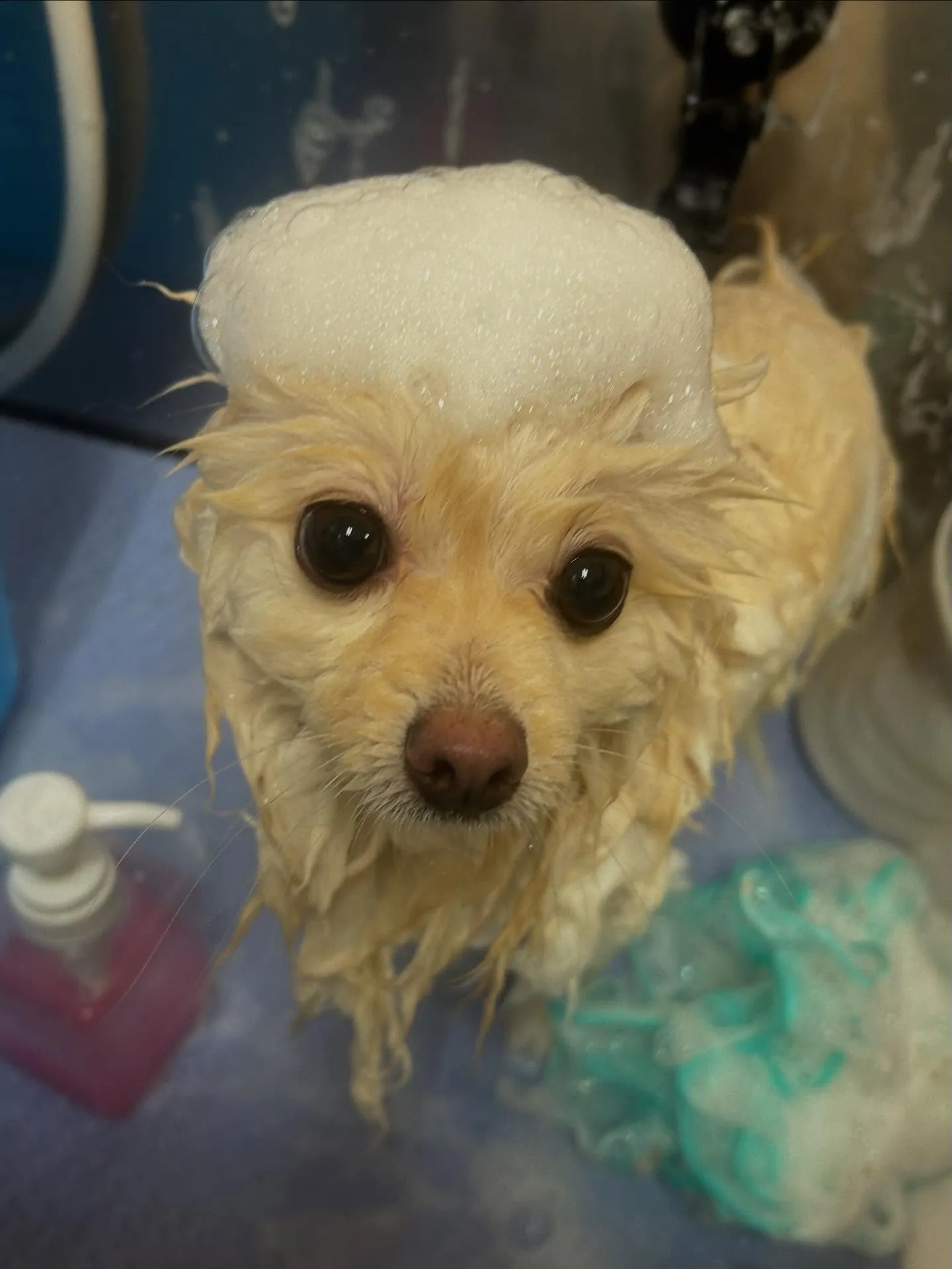 犬のシャンプー🫧