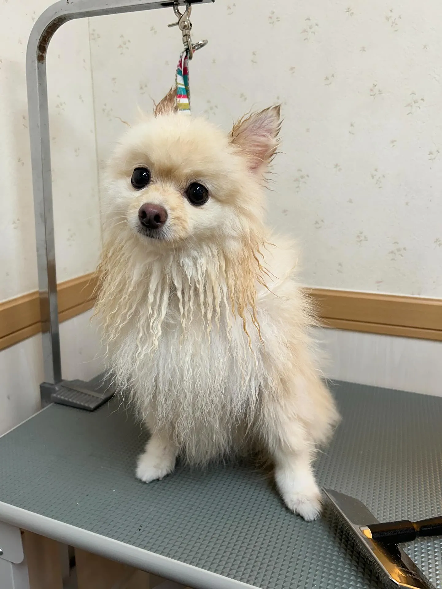 犬のシャンプー🫧