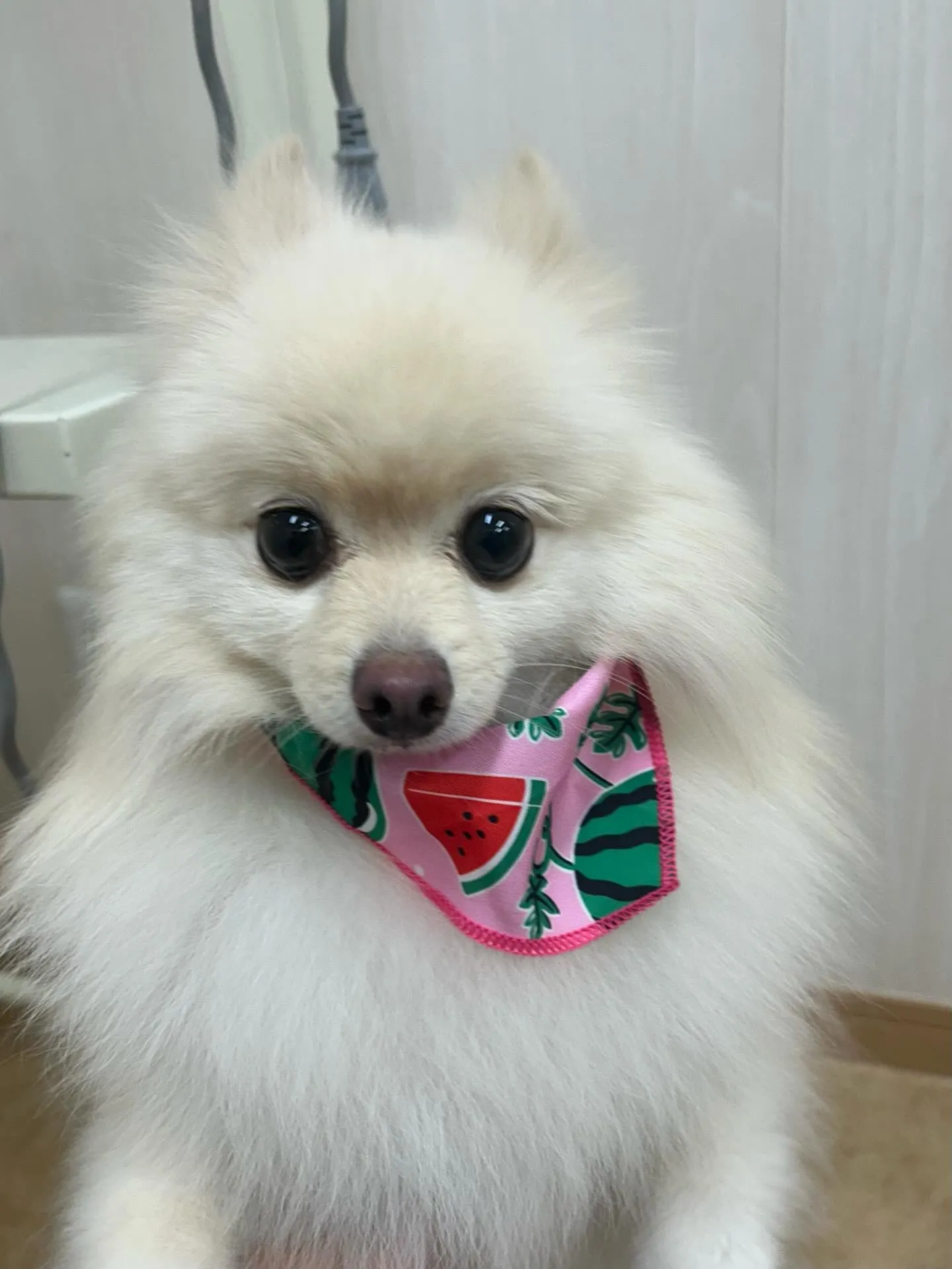 犬のシャンプー🫧