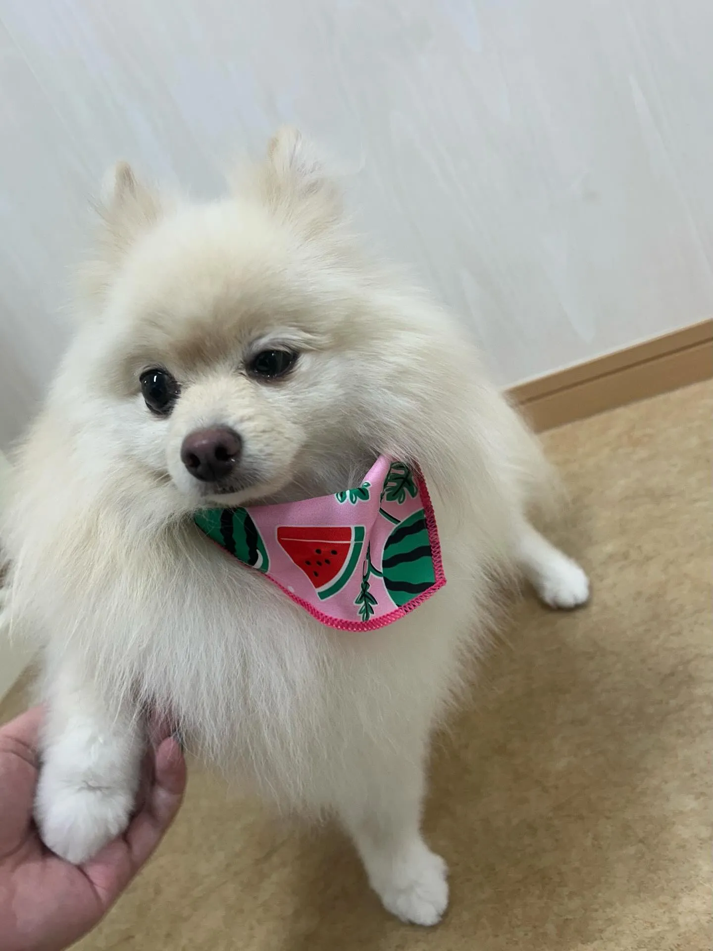 犬のシャンプー🫧