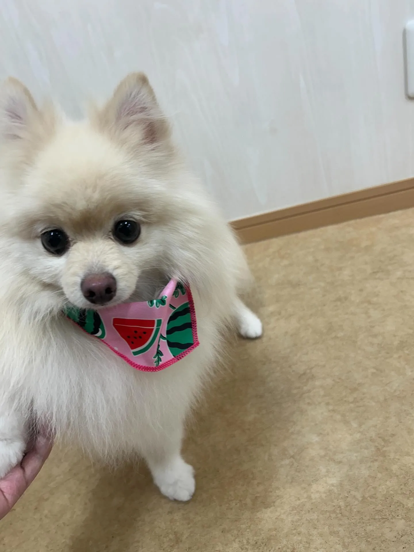 犬のシャンプー🫧