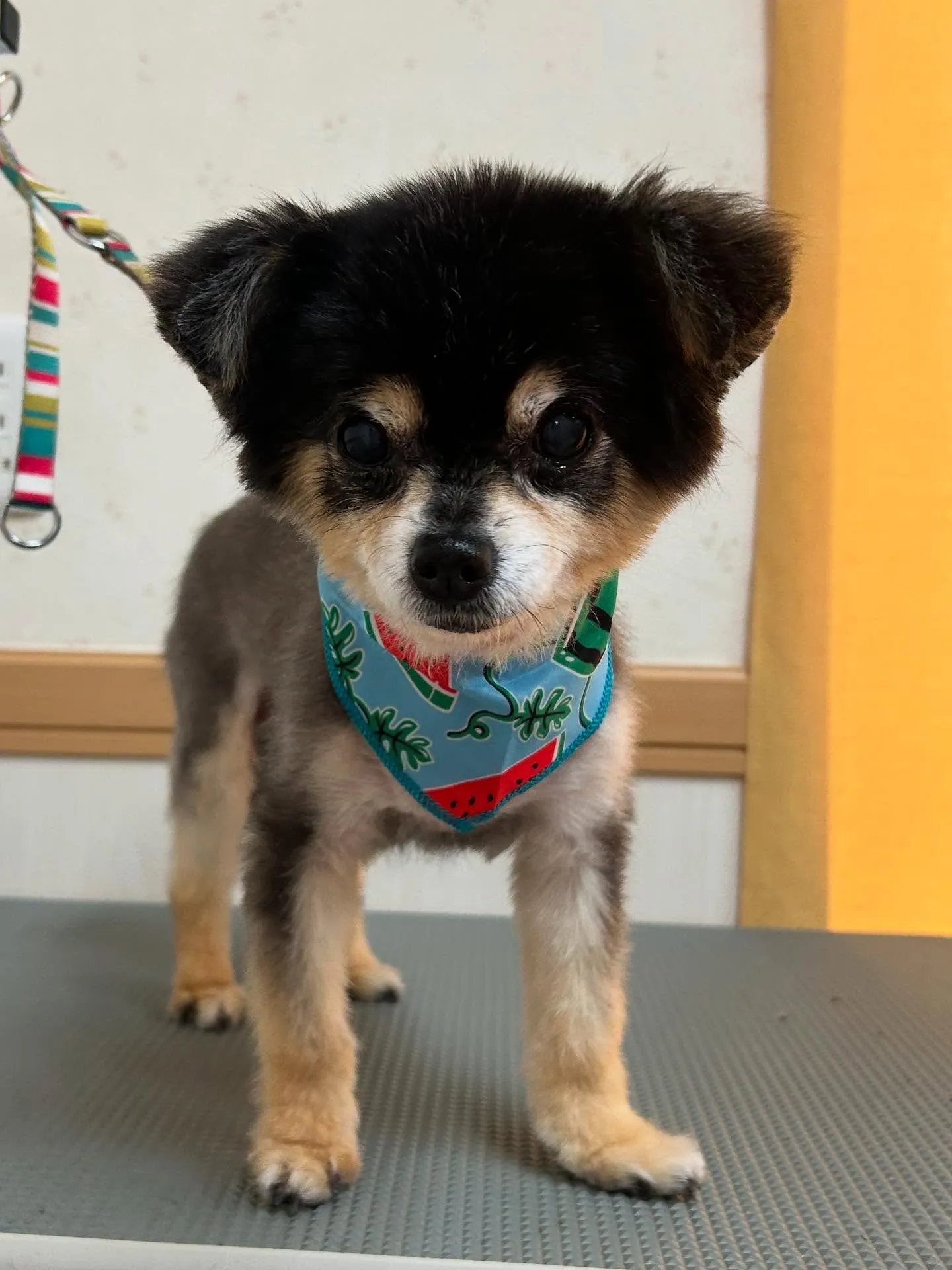 犬のトリミング✂️