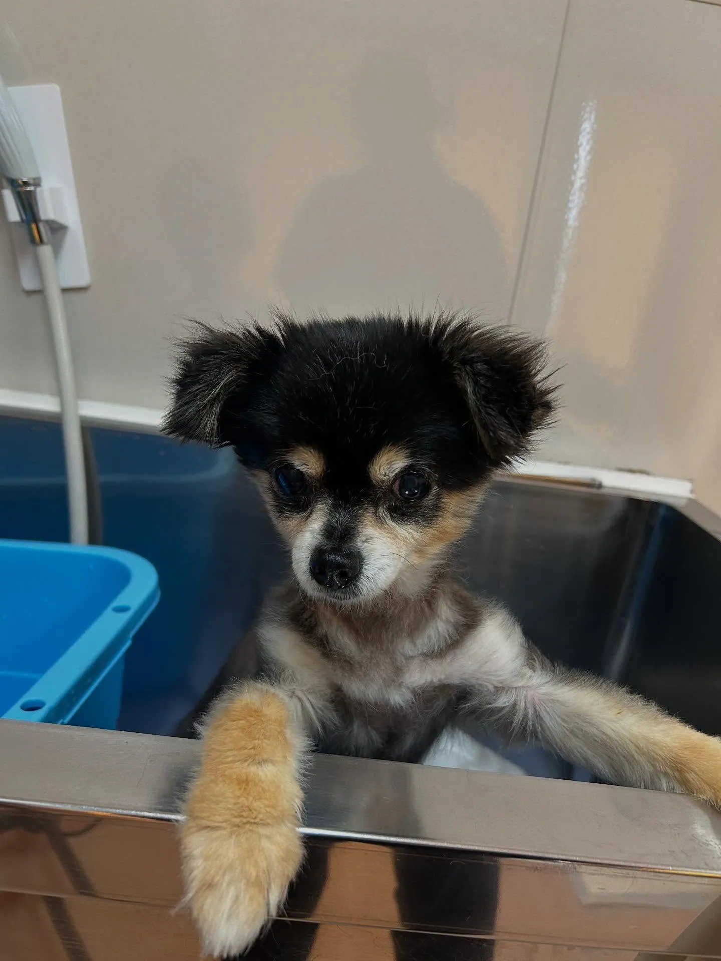 犬のトリミング✂️