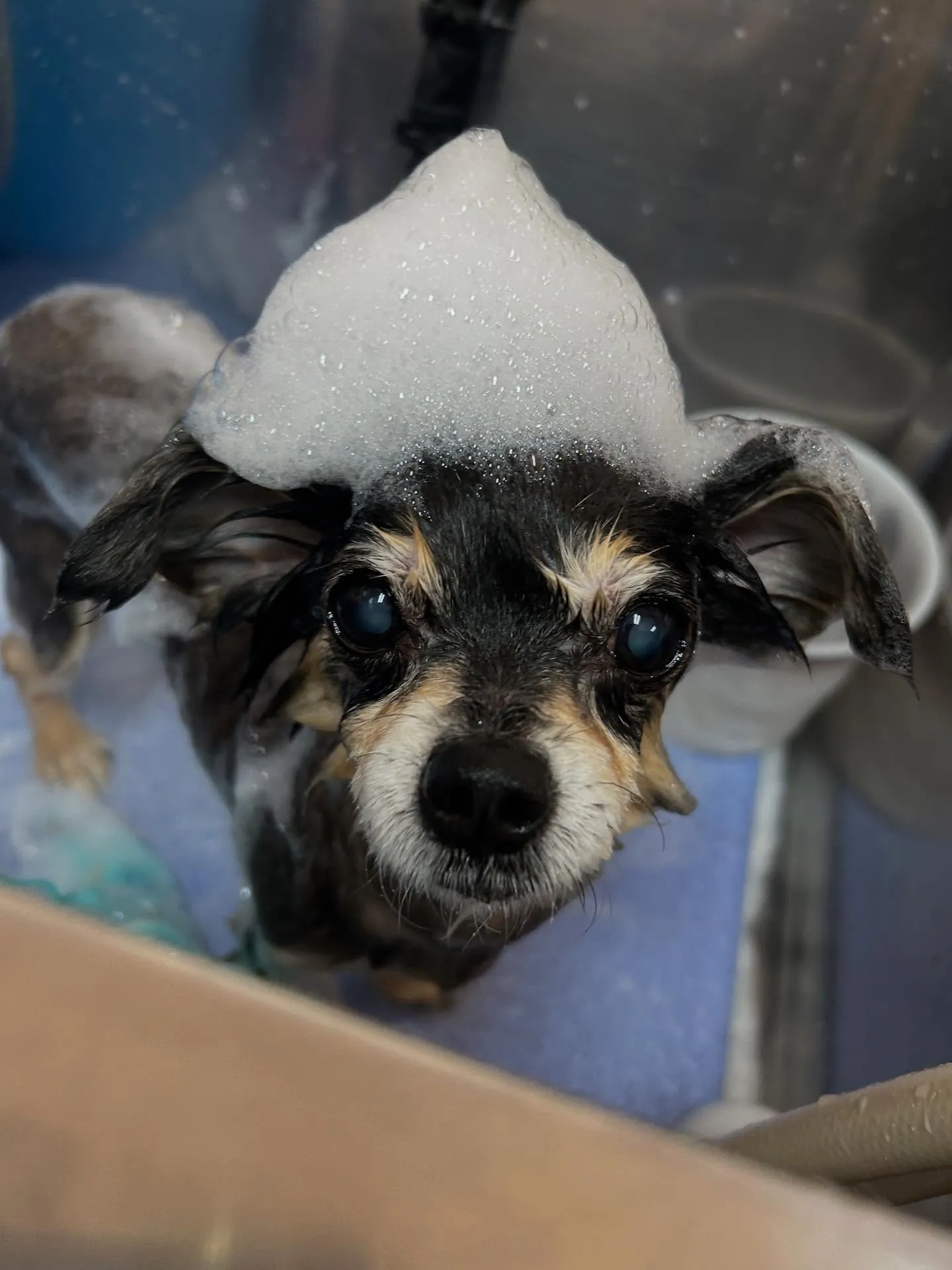 犬のトリミング✂️