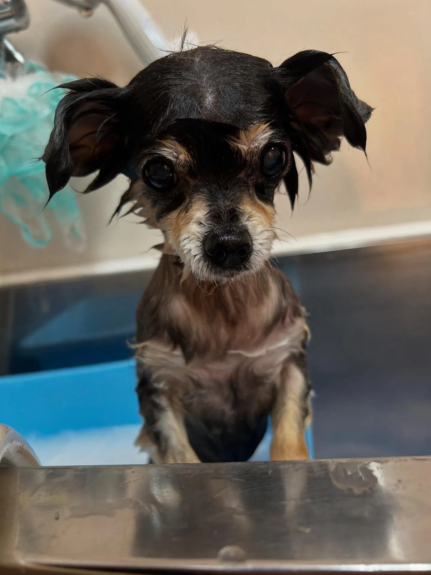 犬のトリミング✂️