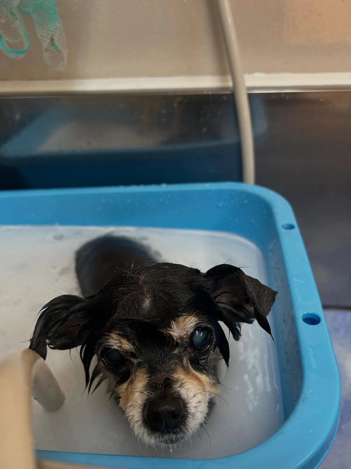 犬のトリミング✂️