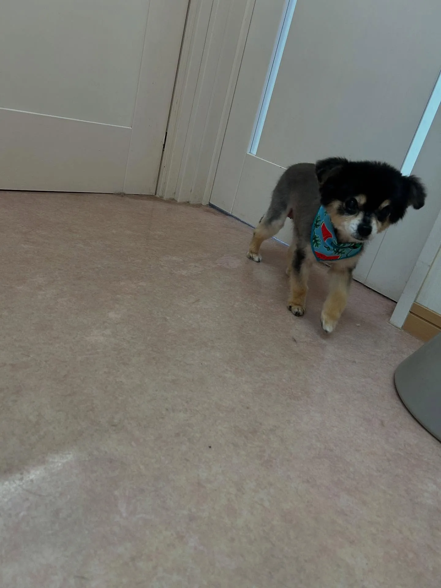 犬のトリミング✂️