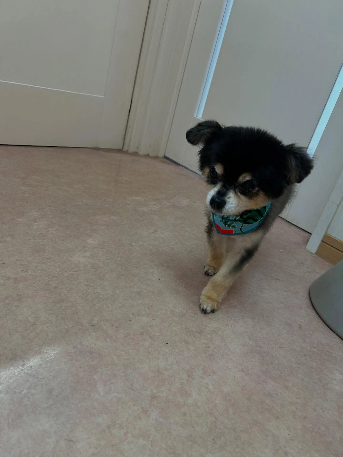 犬のトリミング✂️
