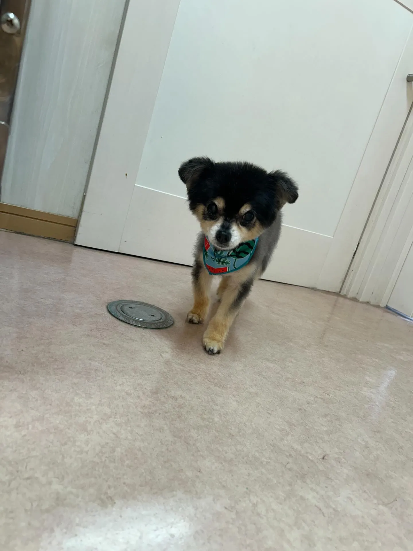 犬のトリミング✂️